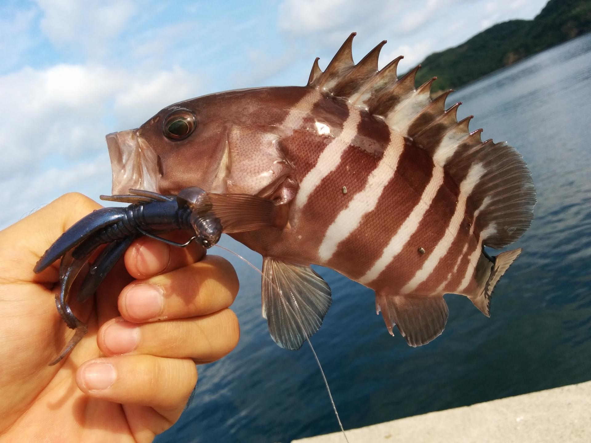 マハタ マハタ