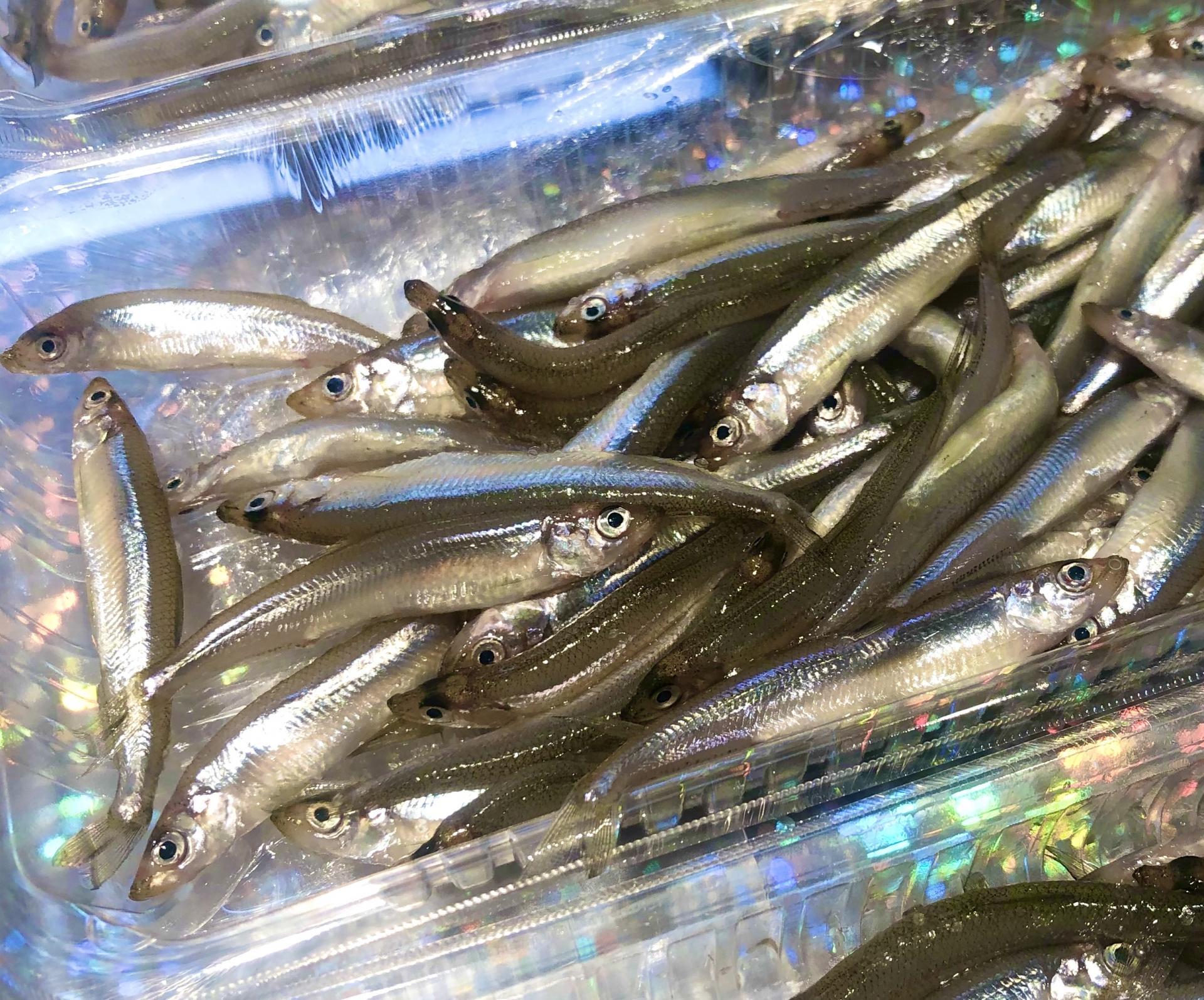 ワカサギ ワカサギ