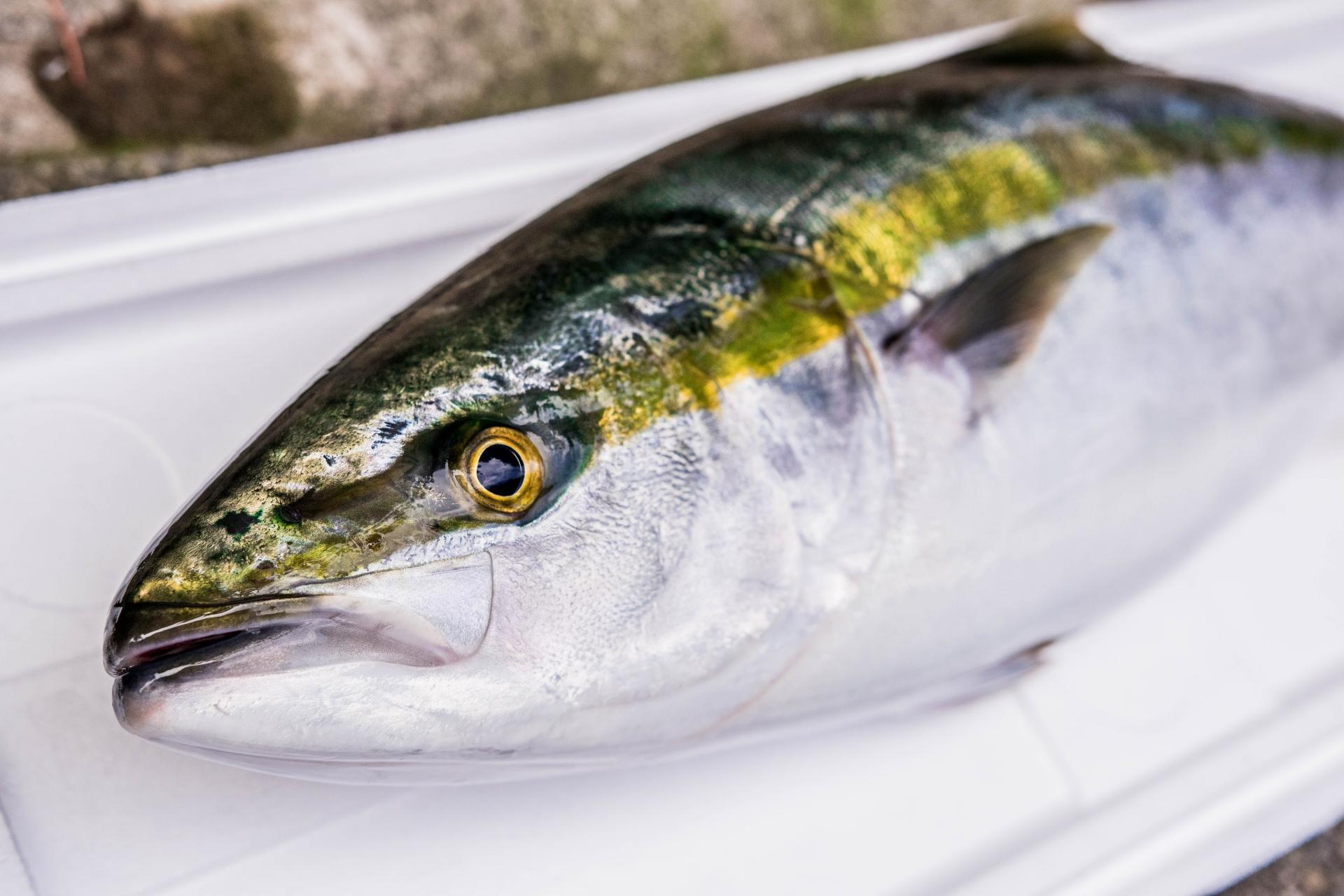 出世魚ワラサの基本知識 レシピ 旬な時期 釣り方 さばき方を解説 釣りラボマガジン