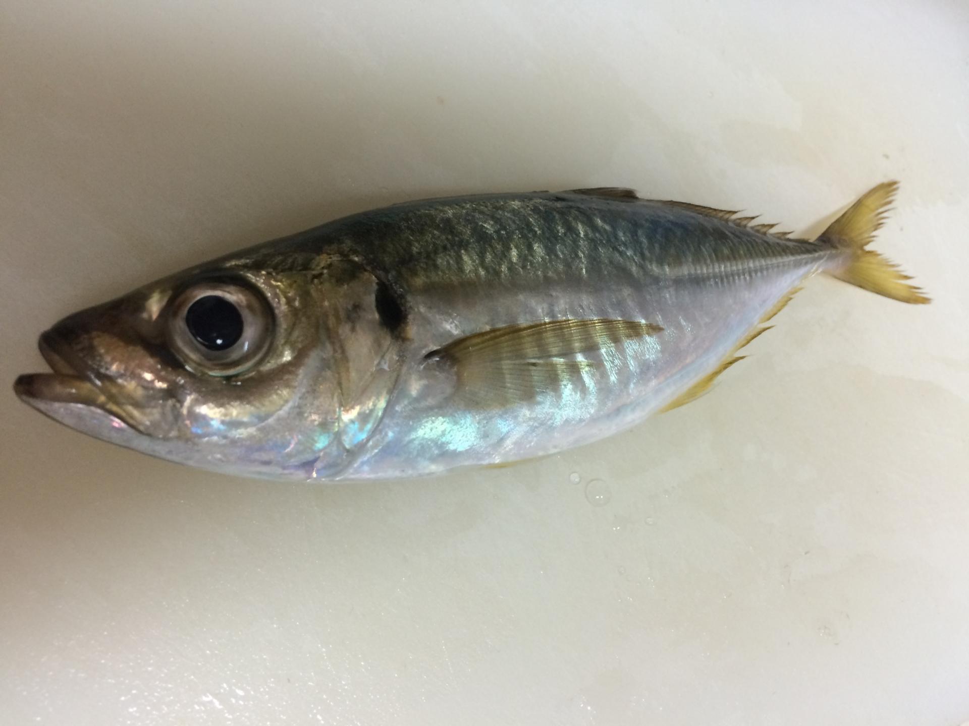 生き餌 生き餌