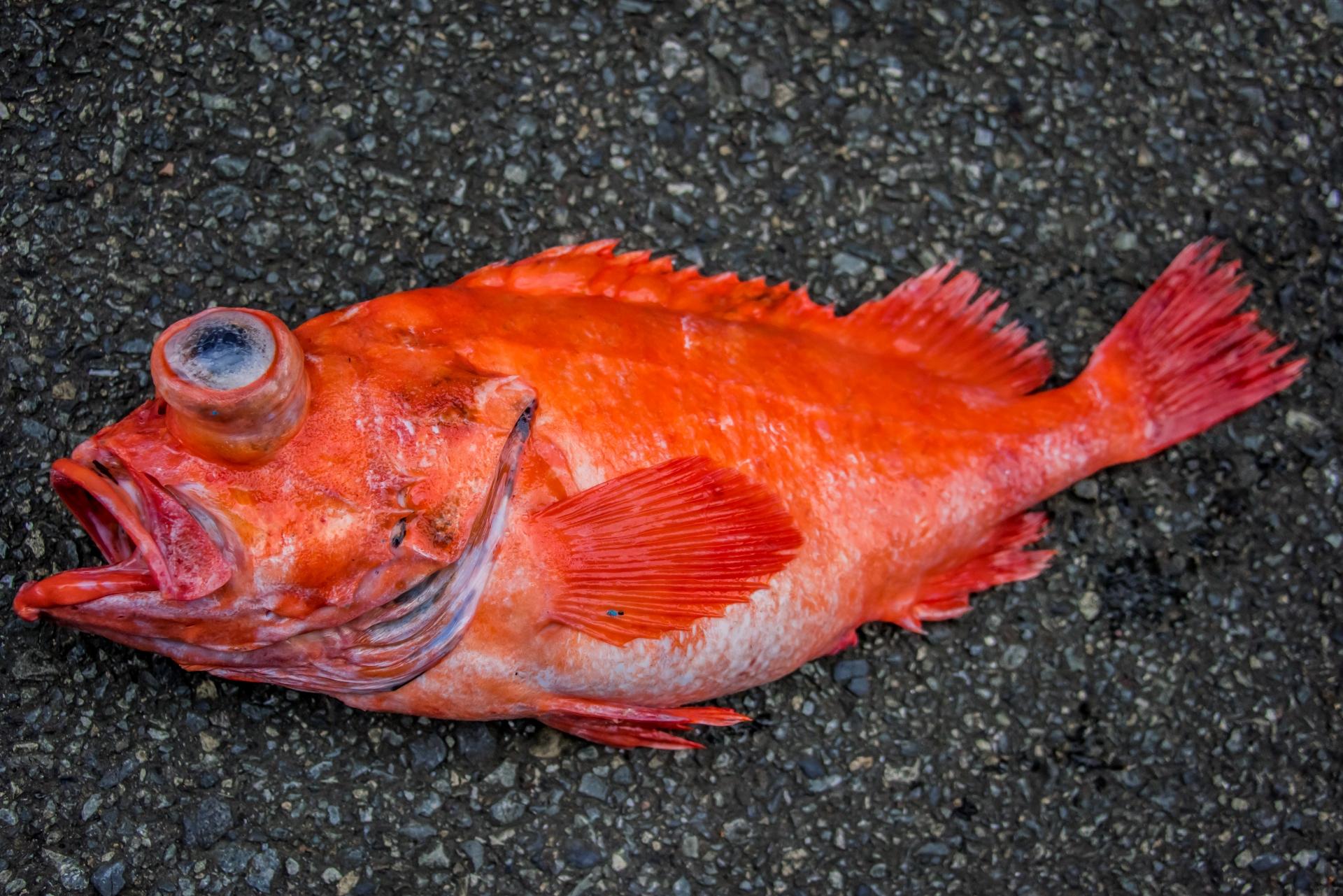 アコウダイ 赤魚 の基本知識 レシピ 旬な時期 釣り方 さばき方を解説 釣りラボマガジン