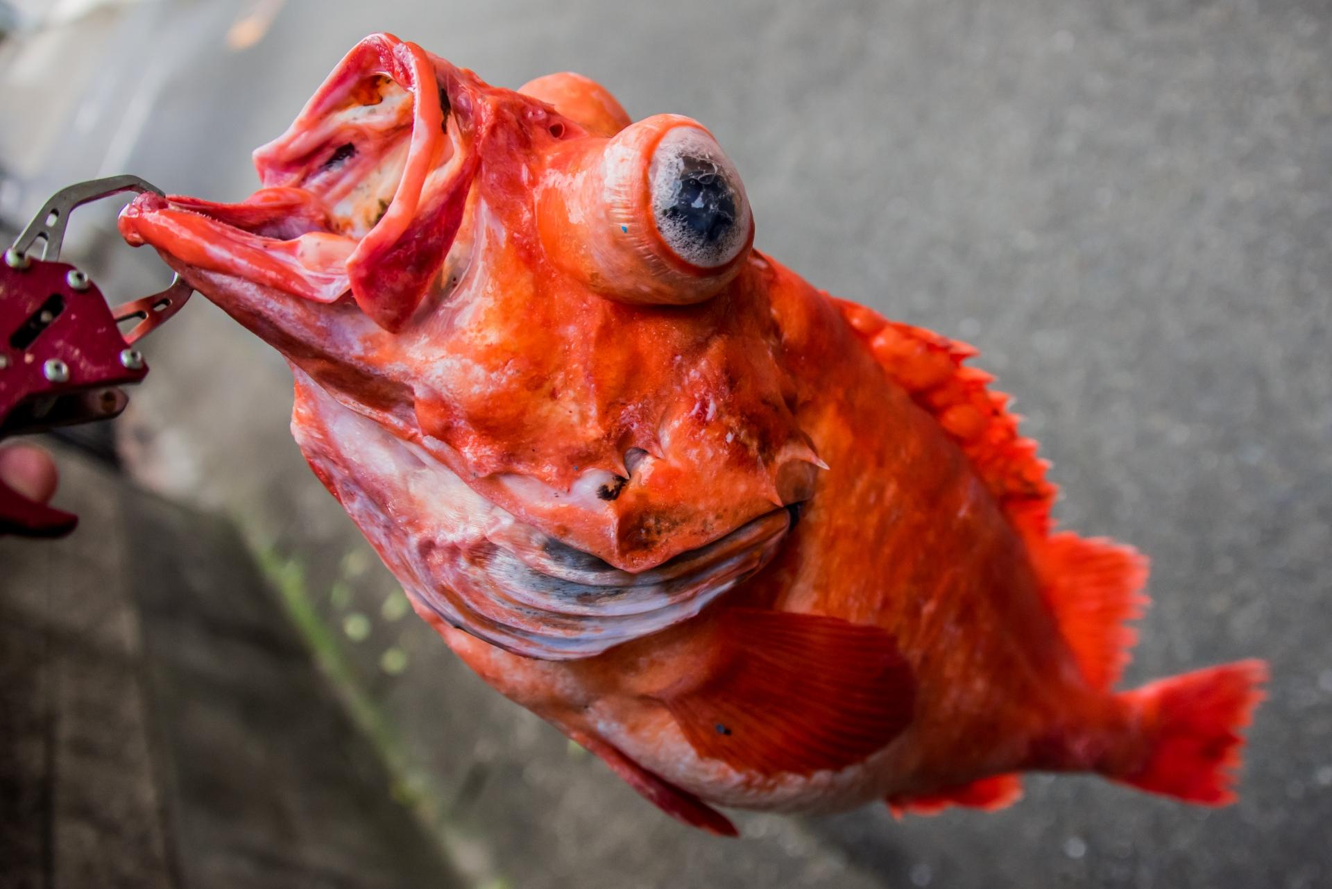 アコウダイ 赤魚 の基本知識 レシピ 旬な時期 釣り方 さばき方を解説 釣りラボマガジン