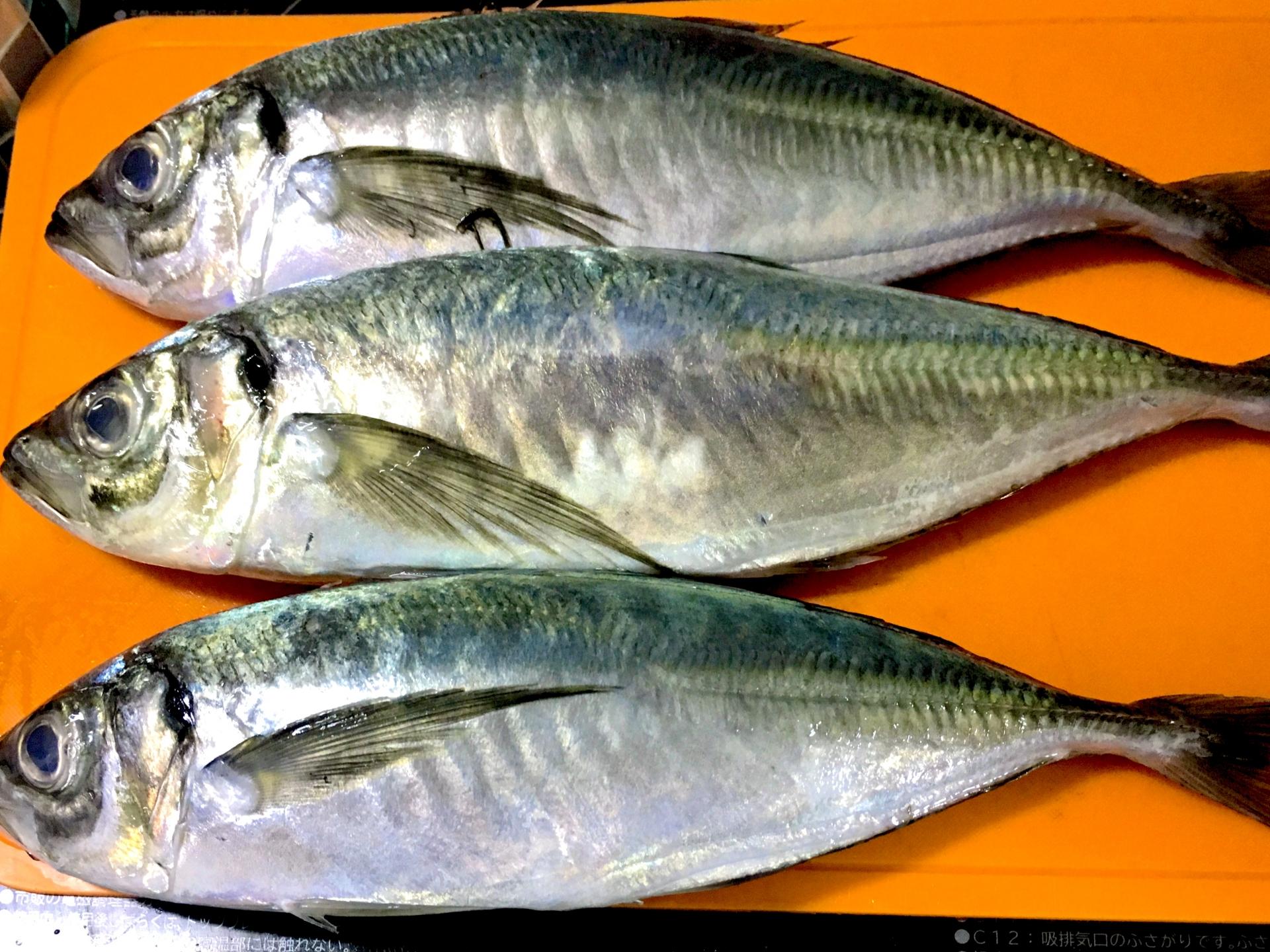 アジング アジング