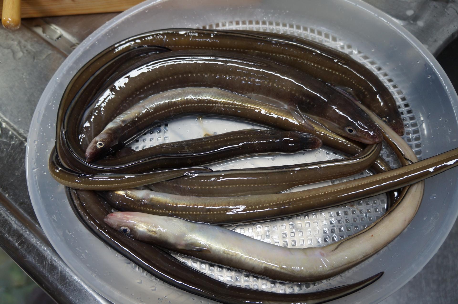 アナゴの釣り方を徹底解説 おすすめの仕掛け 餌 時期をご紹介 釣りラボマガジン