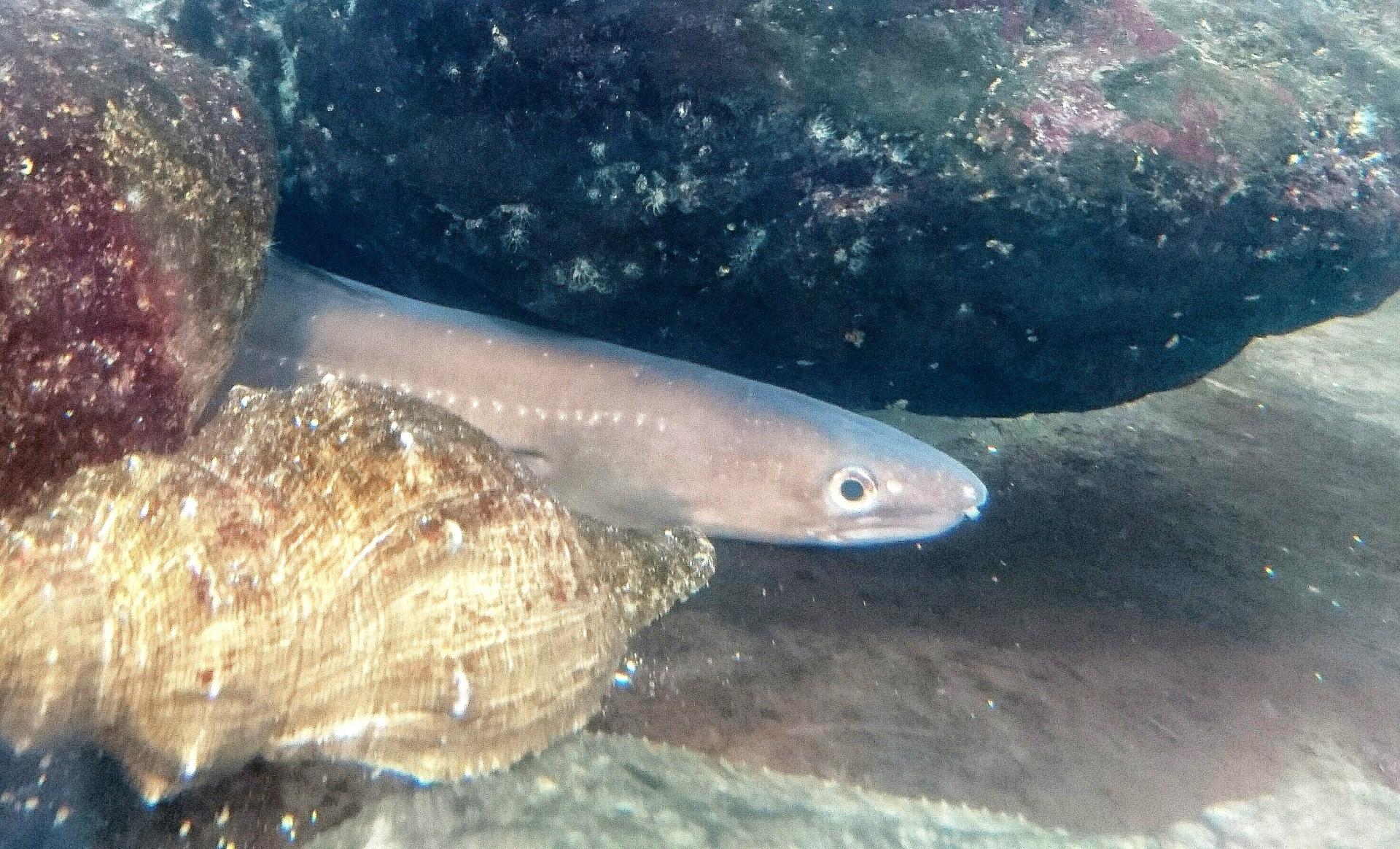 アナゴ アナゴ