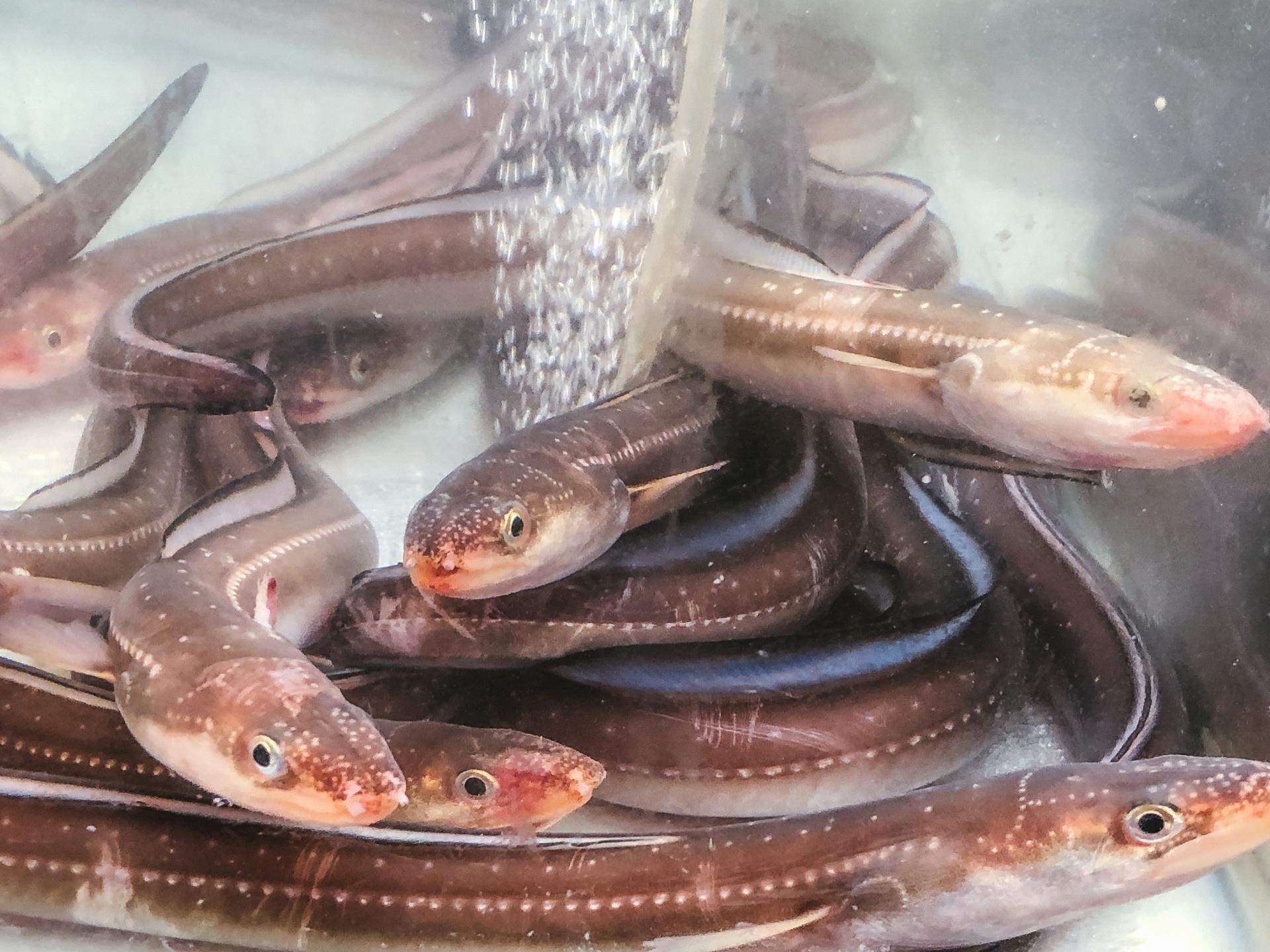 アナゴの釣り方を徹底解説 おすすめの仕掛け 餌 時期をご紹介 釣りラボマガジン