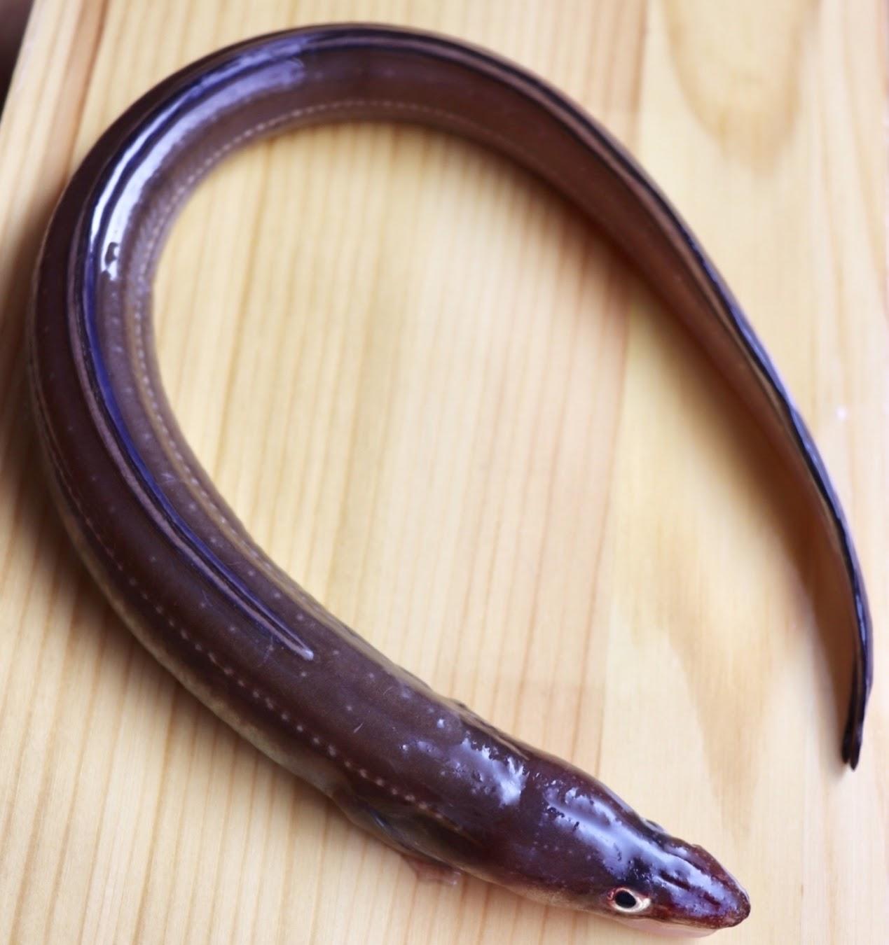 アナゴ アナゴ
