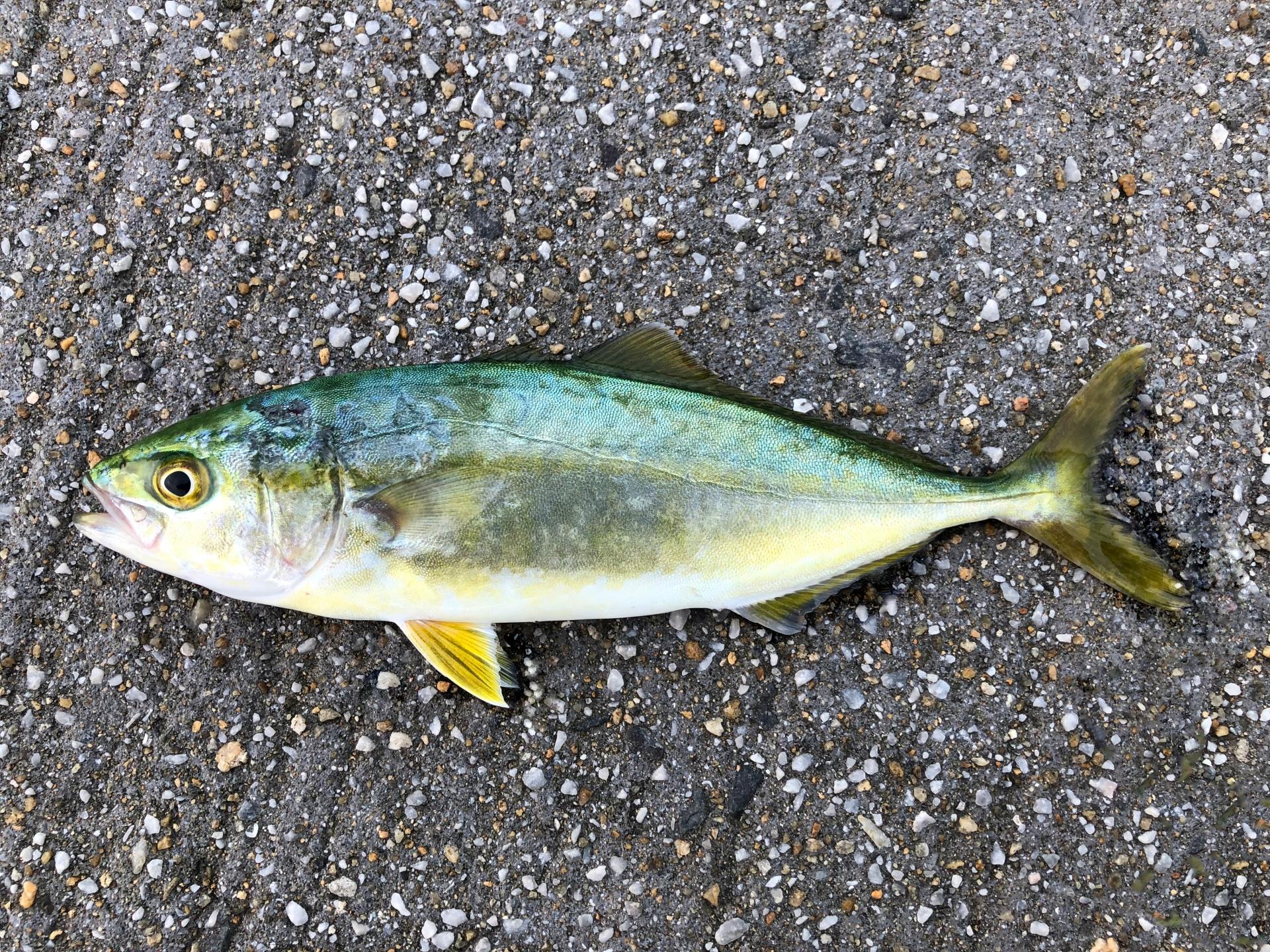 魚 へん に 思う