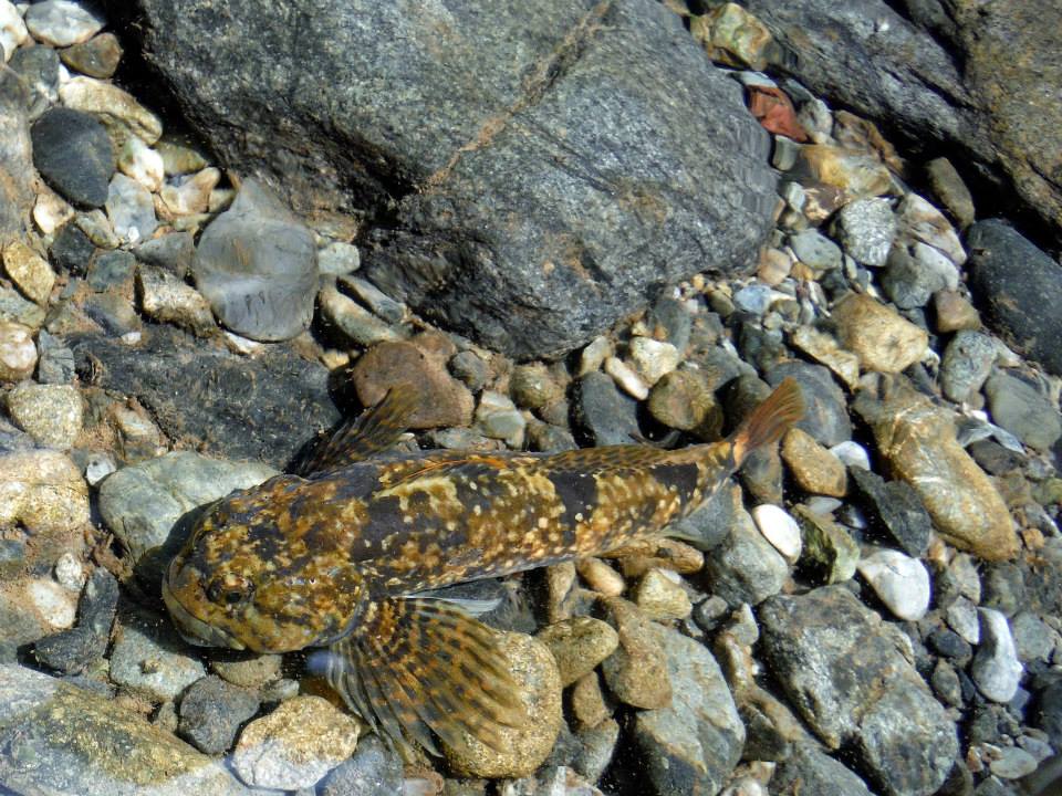 魚へんに 石 でなんと読む 鮖 の正しい読み方 由来をご紹介 魚へんの漢字辞典 釣りラボマガジン