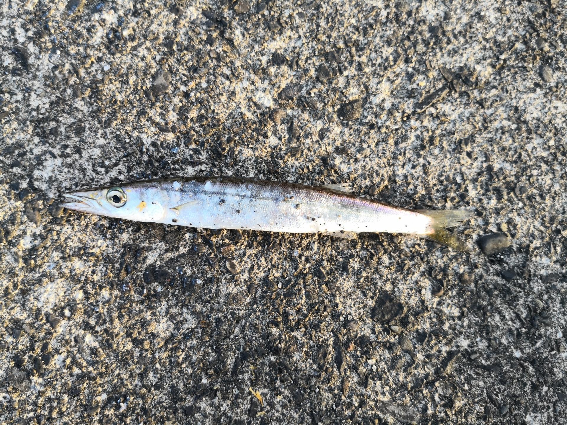 カマス カマス