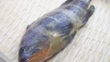 キジハタ アコウ ってどんな魚 レシピ 値段相場 釣り方 さばき方を解説 釣りラボマガジン