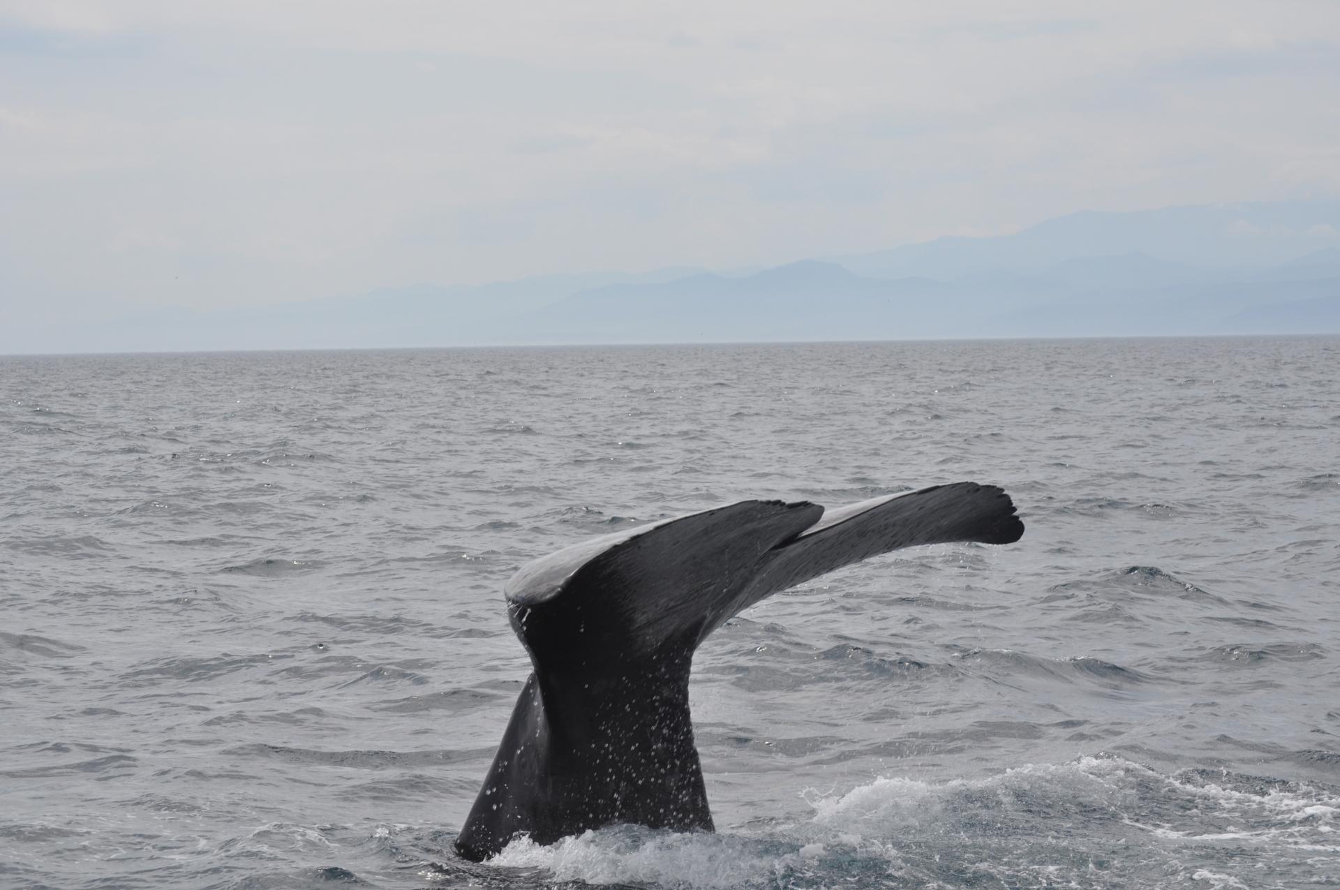 クジラ クジラ