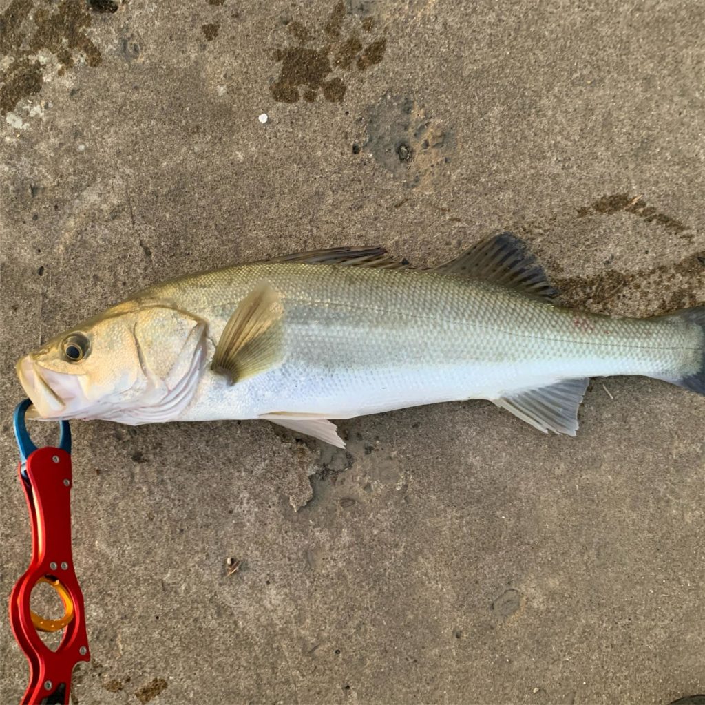 魚へんに「盧」でなんと読む?「鱸」の正しい読み方・由来をご紹介!【魚へんの漢字辞典】 | 釣りラボマガジン
