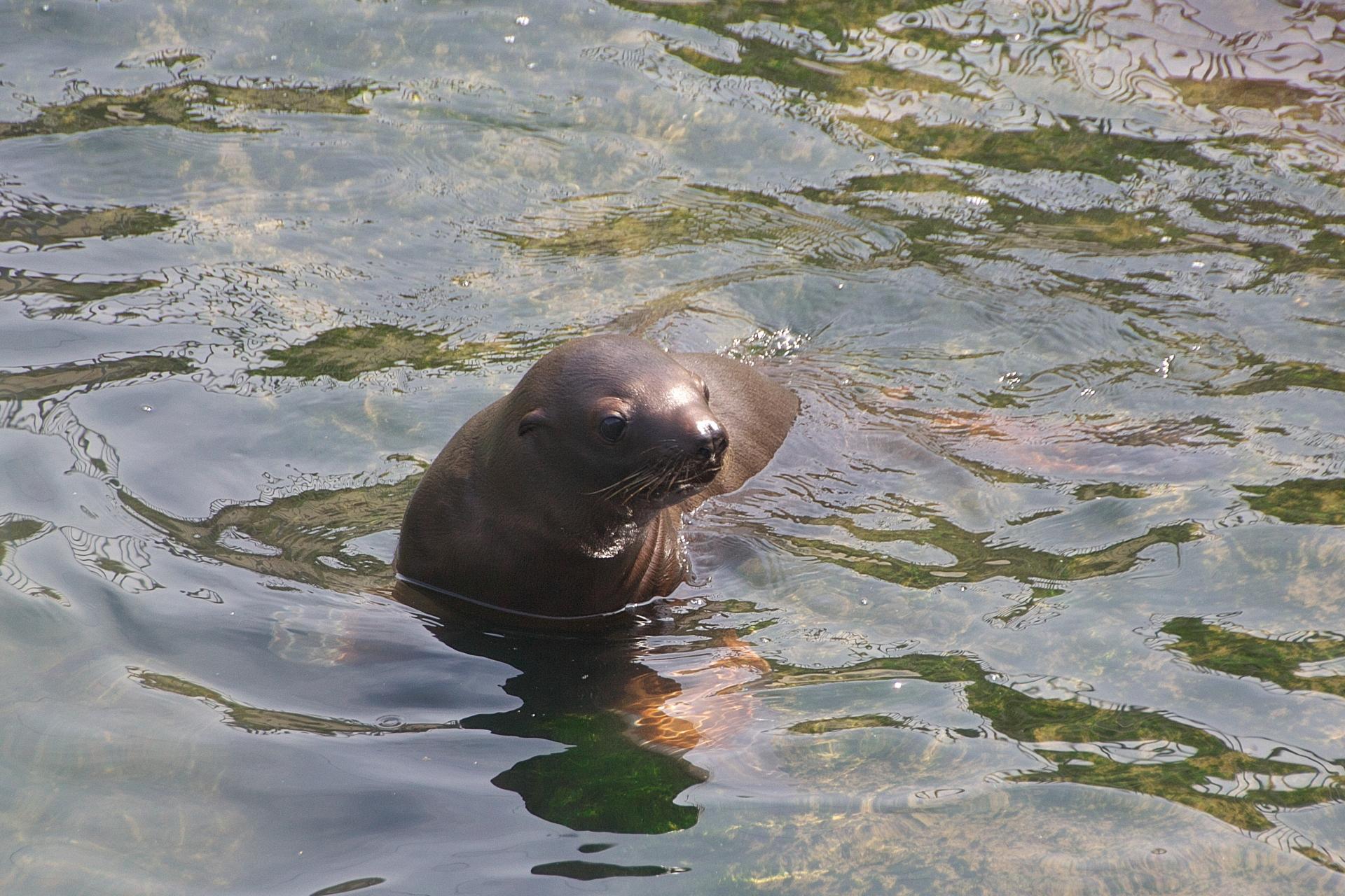 魚へんに 毛 でなんと読む 魹 の正しい読み方 由来をご紹介 魚へんの漢字辞典 釣りラボマガジン