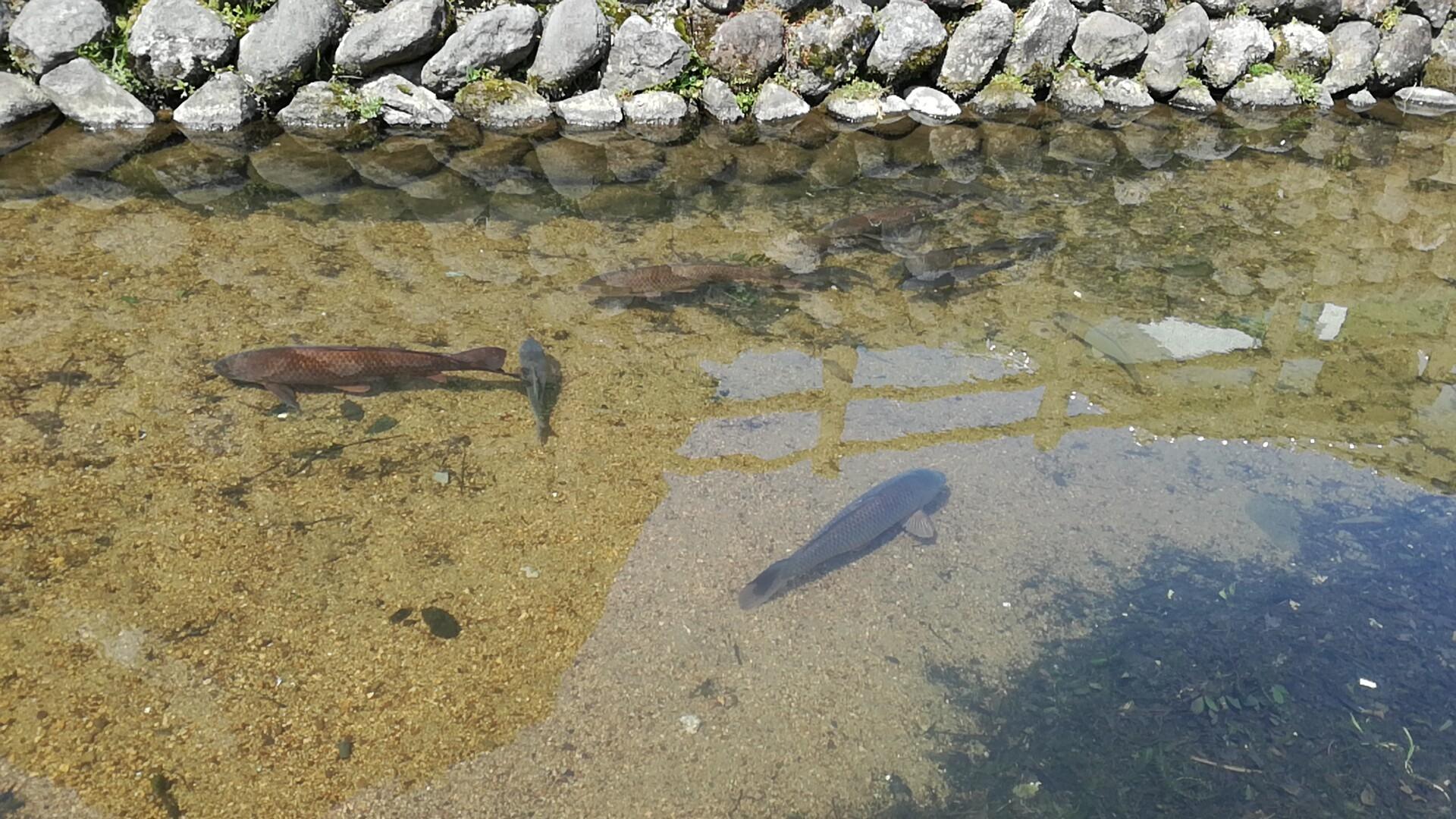 フナ フナ
