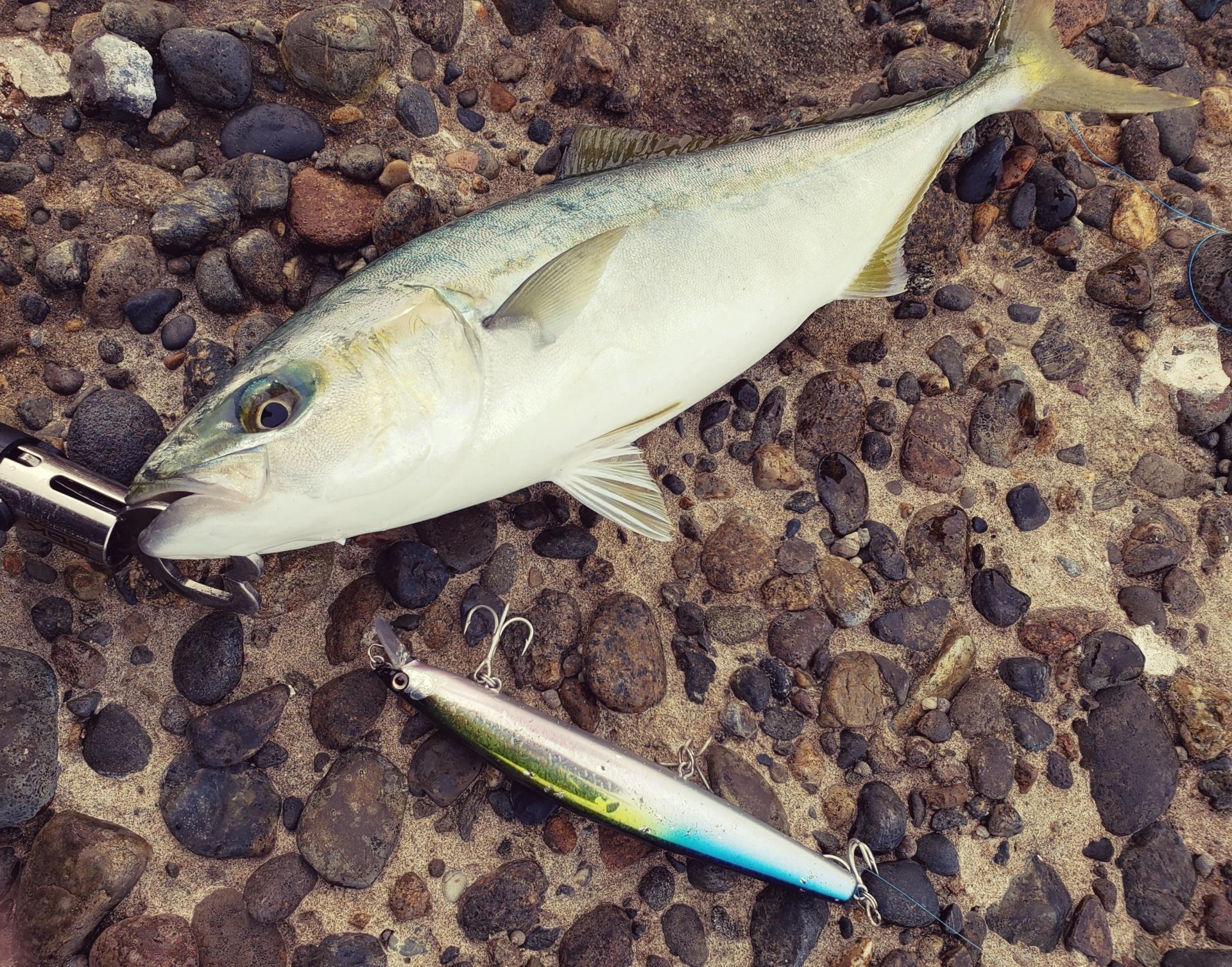 出世魚 出世魚