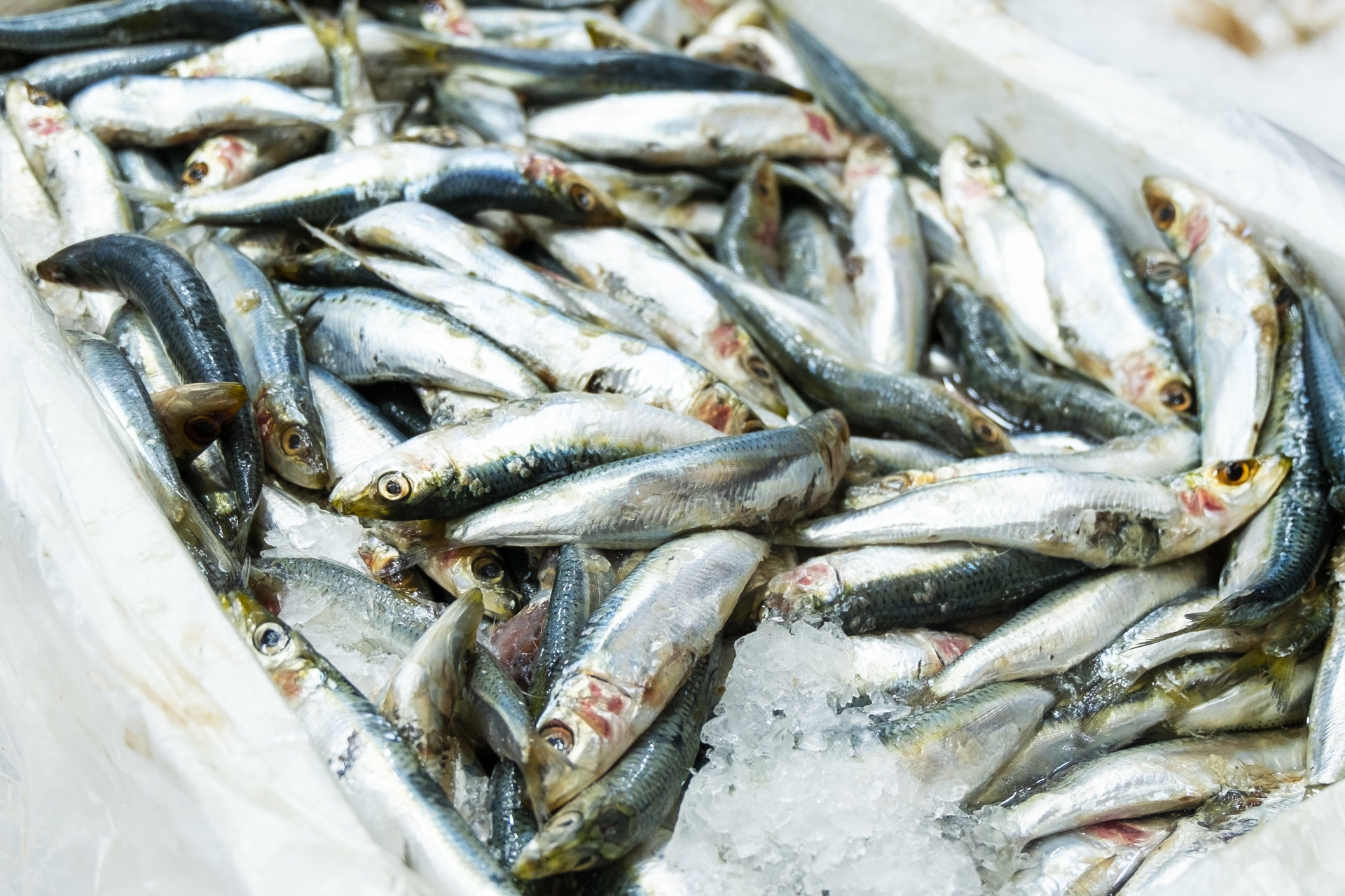 イワシの種類を一覧で解説!その見分け方や味の違い、レシピなどをご紹介 | 釣りラボマガジン