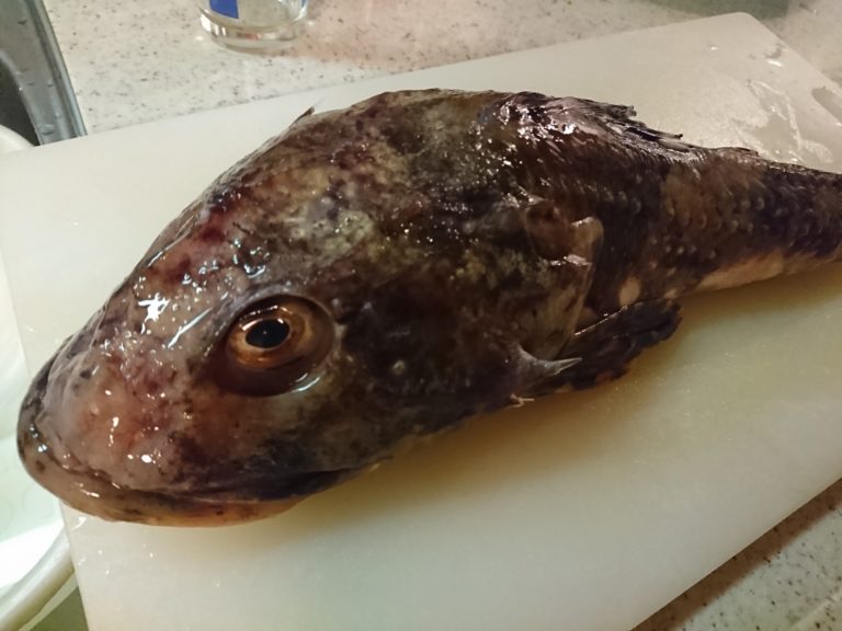 魚へんに「秋」でなんと読む？「鰍」の正しい読み方・由来をご紹介！【魚へんの漢字辞典】 釣りラボマガジン