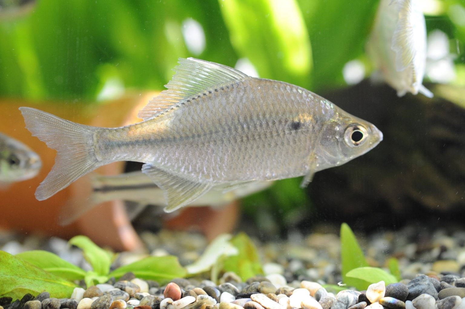 【タナゴの基本知識】生態・種類・釣り方・稚魚の飼育方法を解説! | 釣りラボマガジン