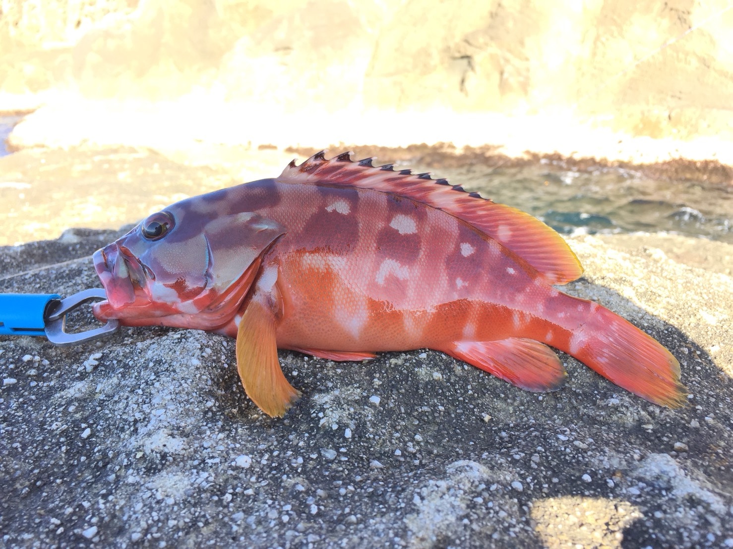 【高級魚アカハタの基本知識】レシピ・旬な時期・釣り方・さばき方を解説! | 釣りラボマガジン