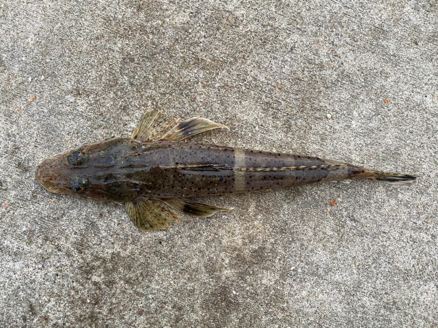マゴチとは一体どんな魚?そのさばき方・食べ方・釣り方を徹底解説! | 釣りラボマガジン
