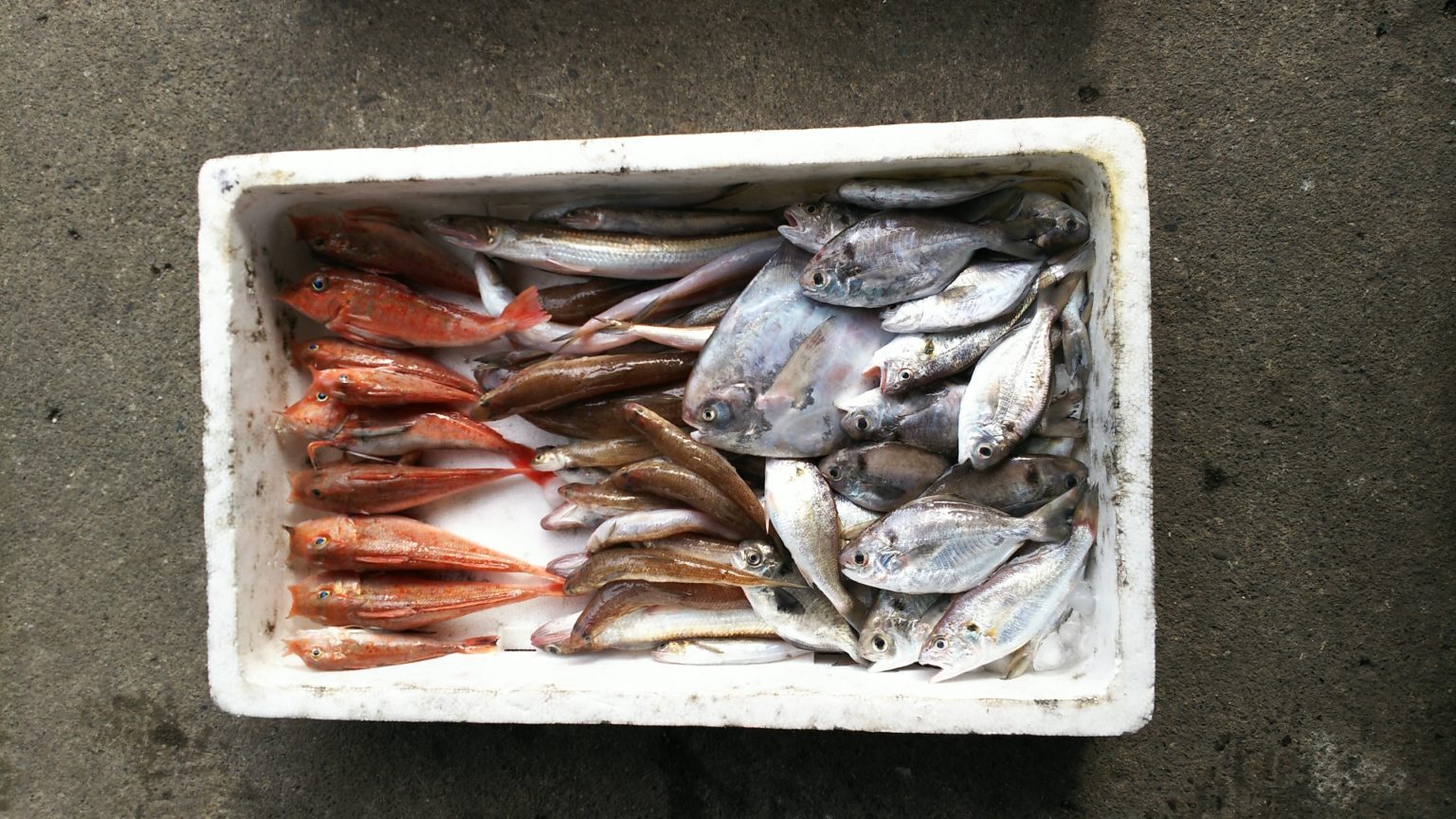 【高級魚マナガツオの基本知識】レシピ・旬な時期・釣り方・捌き方を解説！ | 釣りラボマガジン