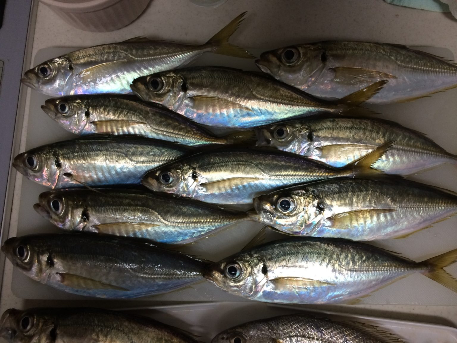 釣り餌の定番「生き餌」とは？生き餌の種類や付け方・コツを徹底解説！ | 釣りラボマガジン