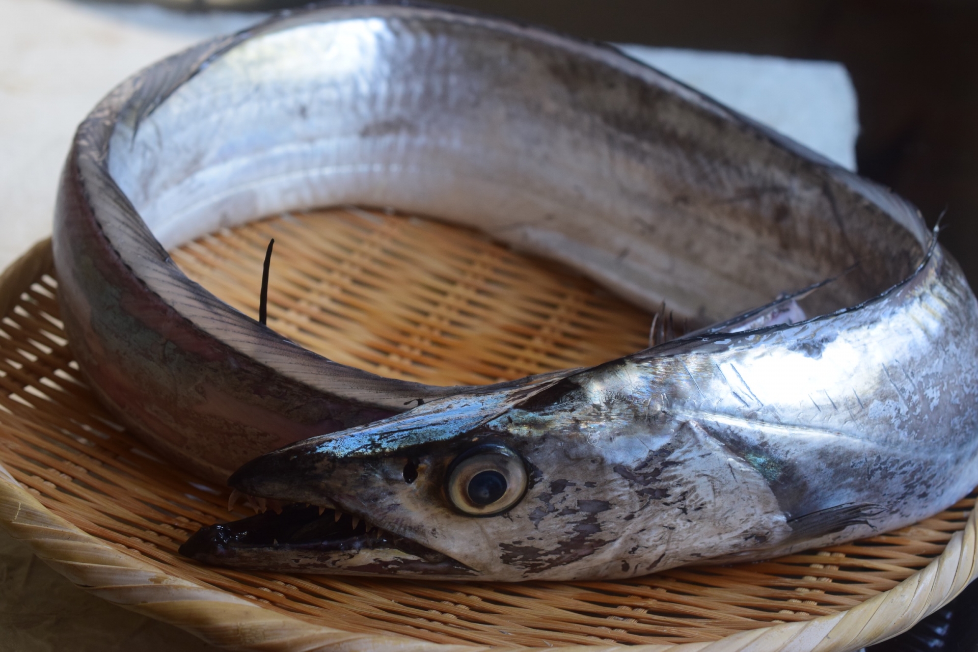 タチウオ釣りにおすすめの餌を紹介！付け方やパワーアップ方法も解説！  釣りラボマガジン
