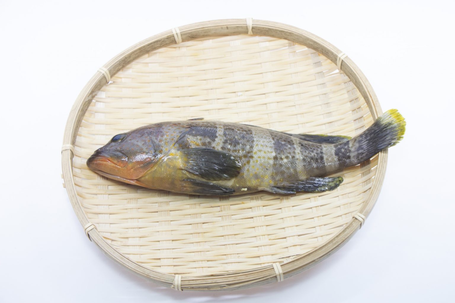 キジハタ(アコウ)ってどんな魚?レシピ・値段相場・釣り方・さばき方を解説 | 釣りラボマガジン