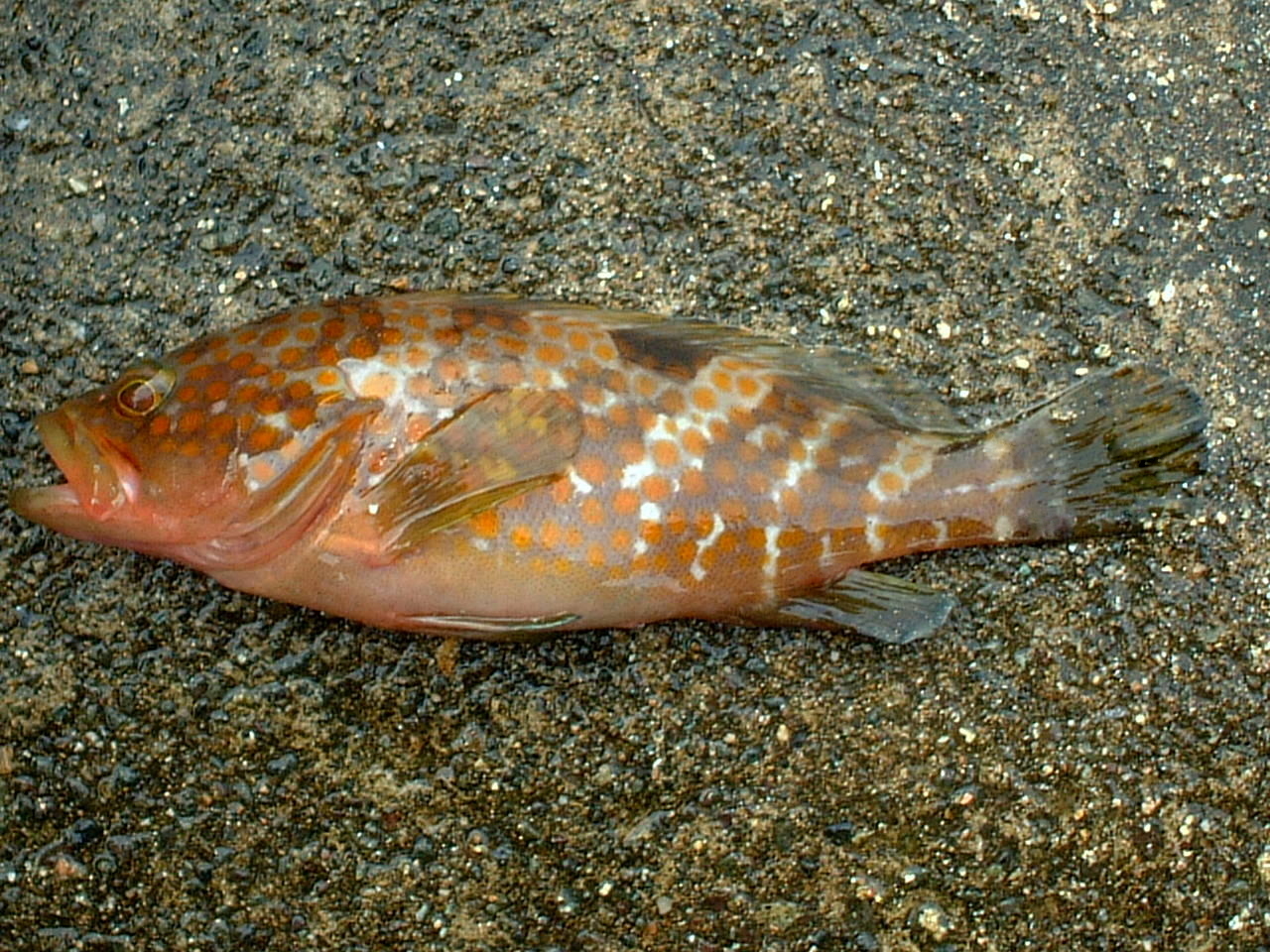 キジハタ(アコウ)ってどんな魚?レシピ・値段相場・釣り方・さばき方を解説 | 釣りラボマガジン
