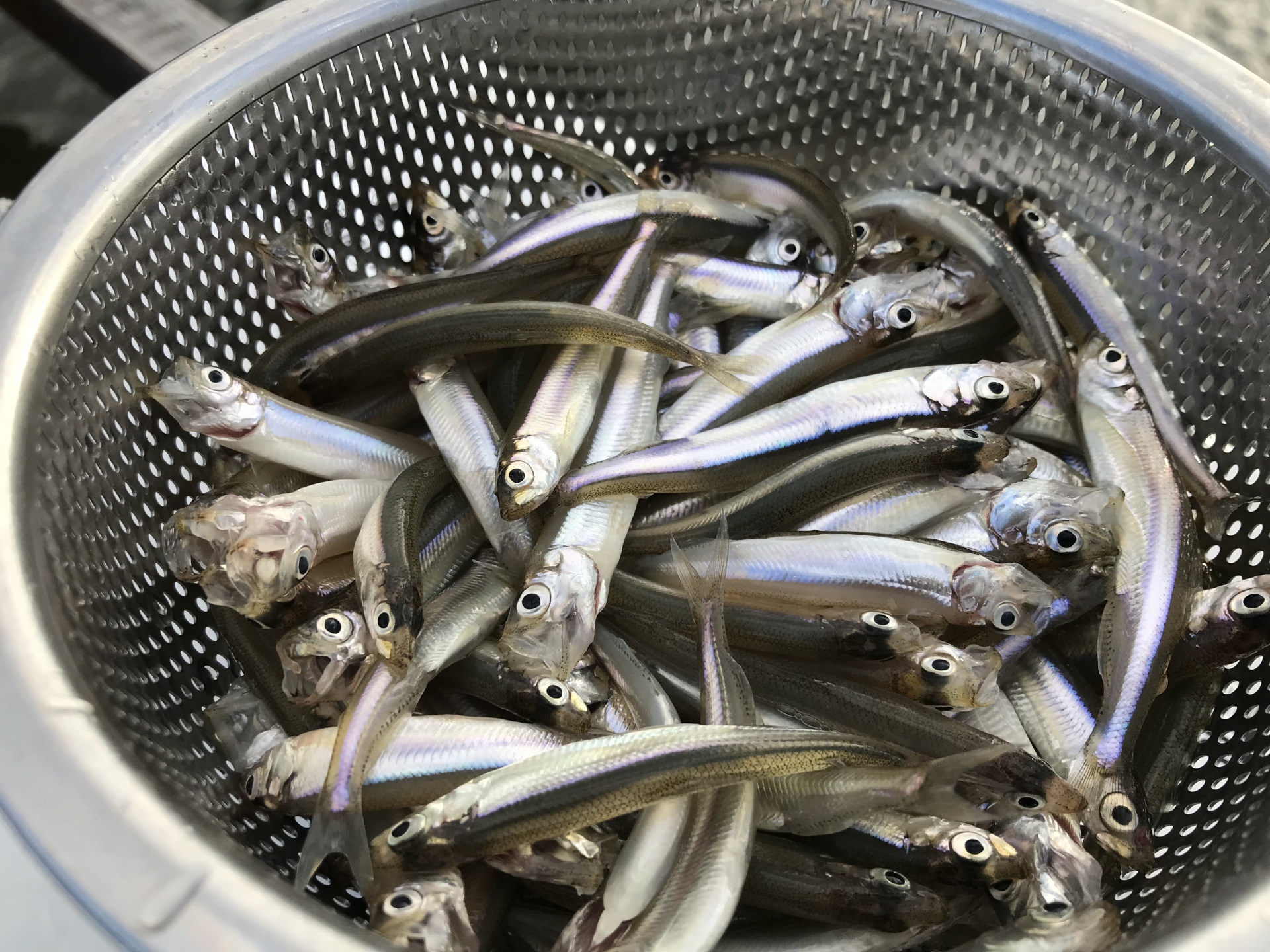 初心者必見！ワカサギ釣りで使える餌を徹底解説！付け方や虫以外の餌も紹介 | 釣りラボマガジン