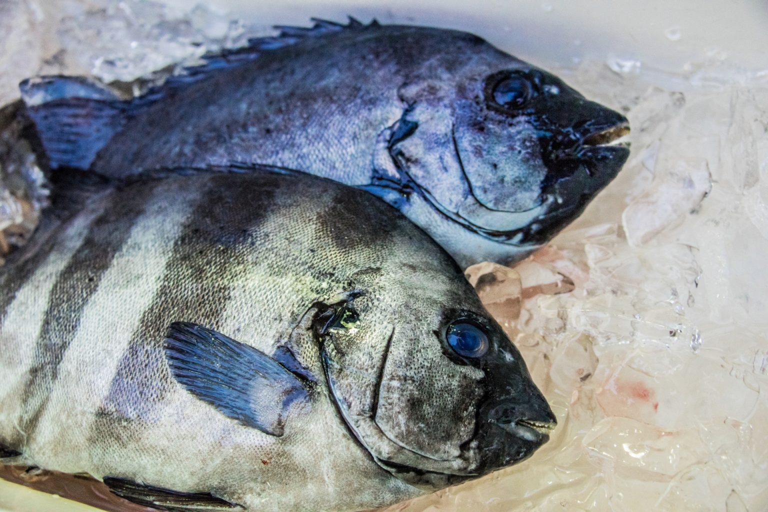 釣り餌 冷凍 ヤドカリ 60匹 石鯛 - フィッシング