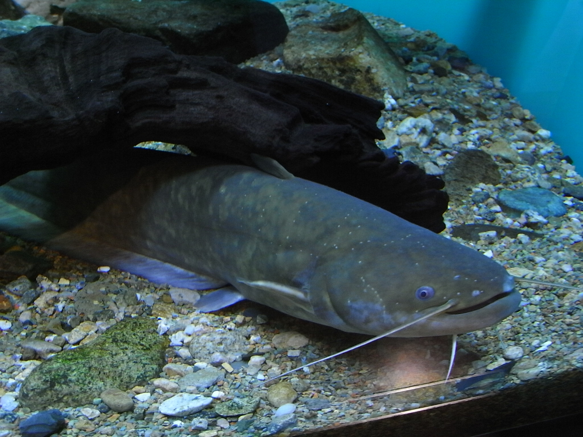 ナマズ釣りにおすすめの餌を紹介!餌の付け方や保存方法も詳しく解説 | 釣りラボマガジン