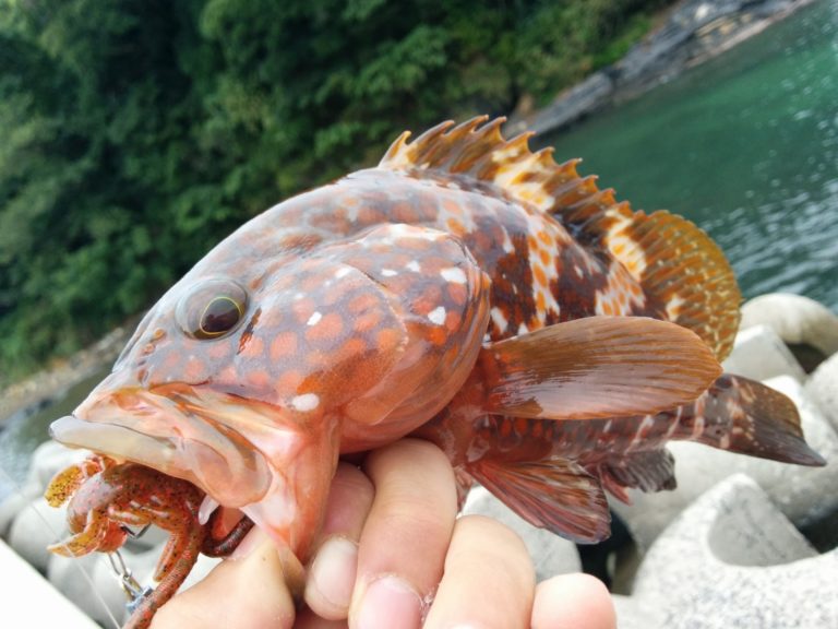 キジハタ(アコウ)ってどんな魚?レシピ・値段相場・釣り方・さばき方を解説 | 釣りラボマガジン