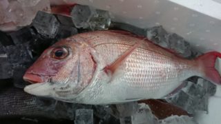 タイラバとは 釣り方のコツやおすすめの仕掛け タックル 時期をご紹介 釣りラボマガジン