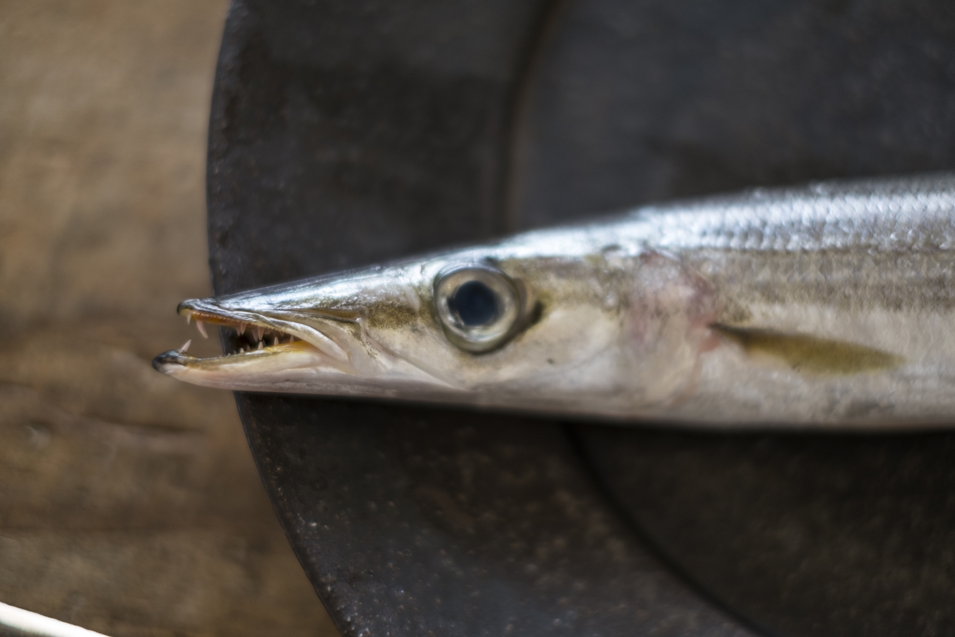 カマスとは一体どんな魚?人気のレシピ・食べ方・釣り方・さばき方を解説! | 釣りラボマガジン