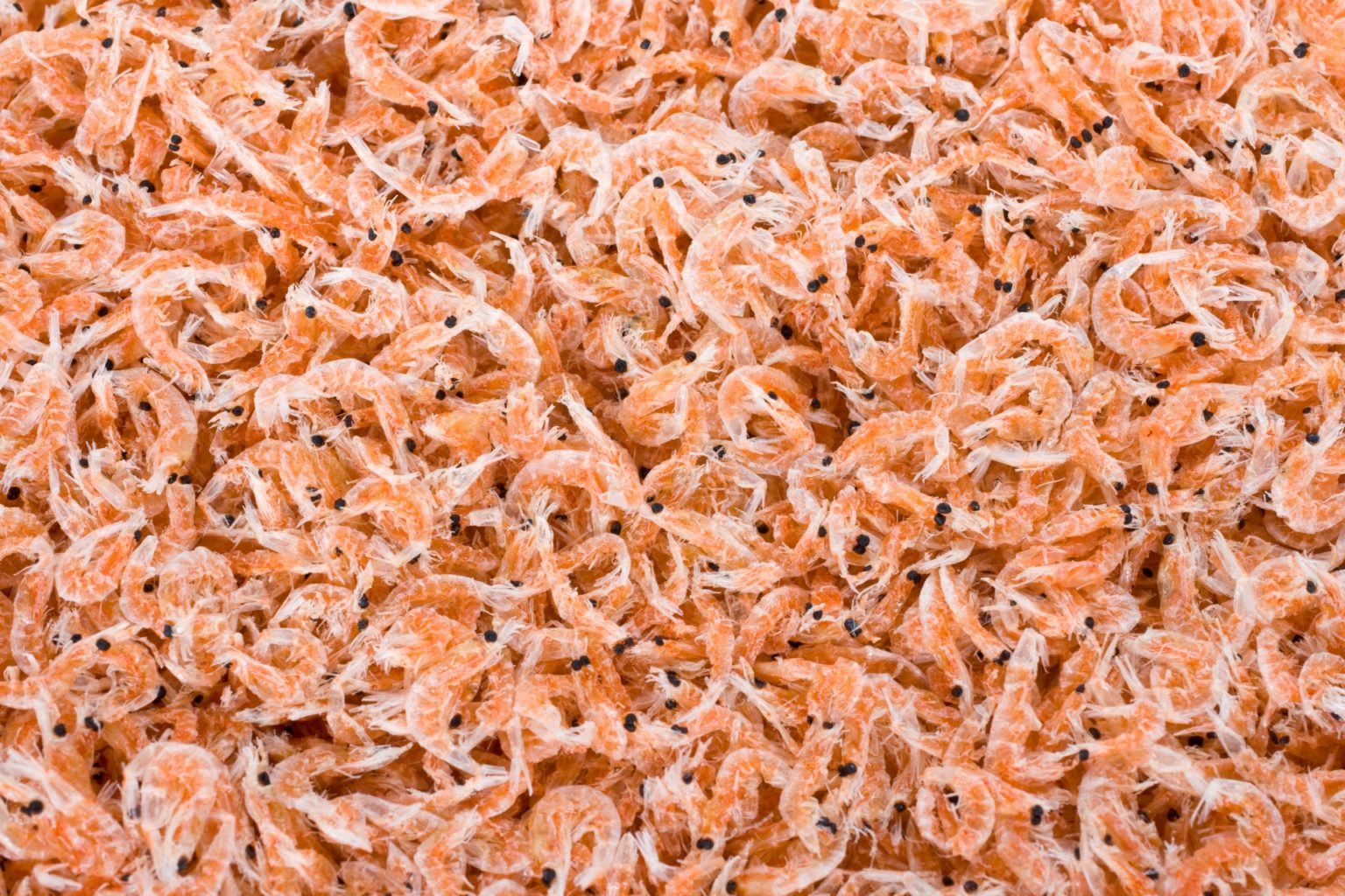 【釣り餌の王道】オキアミとは?餌の付け方・値段相場・使い方をご紹介 | 釣りラボマガジン