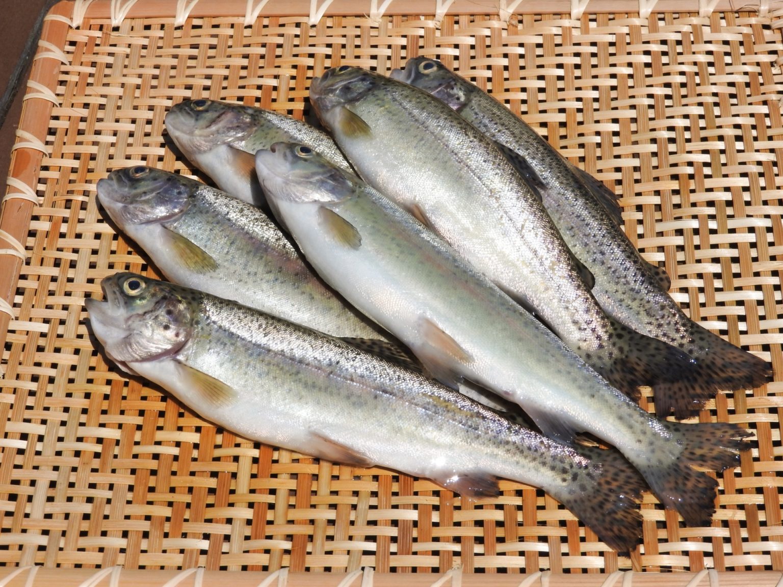 魚へんに「尊」でなんと読む?「鱒」の正しい読み方・由来をご紹介!【魚へんの漢字辞典】 | 釣りラボマガジン