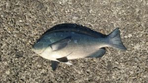 グレ(メジナ)ってどんな魚?レシピ・旬な時期・釣り方・さばき方を解説! | 釣りラボマガジン