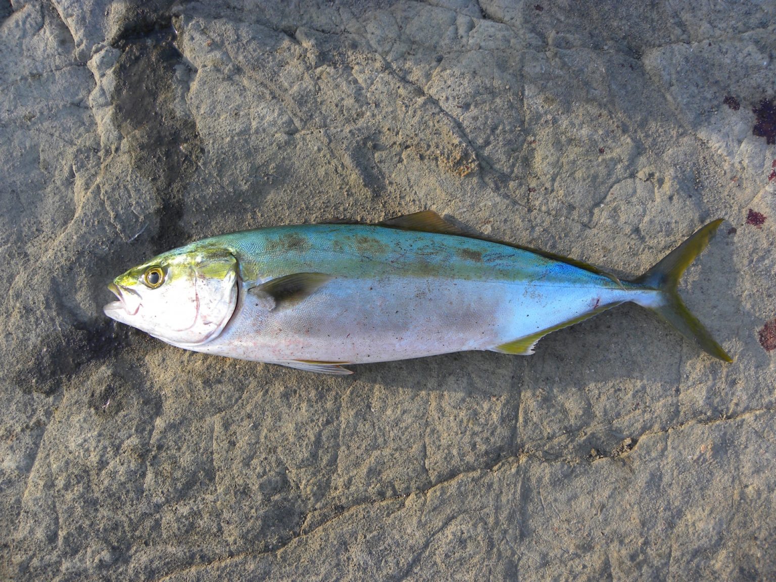 【出世魚イナダの基本知識】レシピ・旬な時期・釣り方・さばき方を解説！ | 釣りラボマガジン