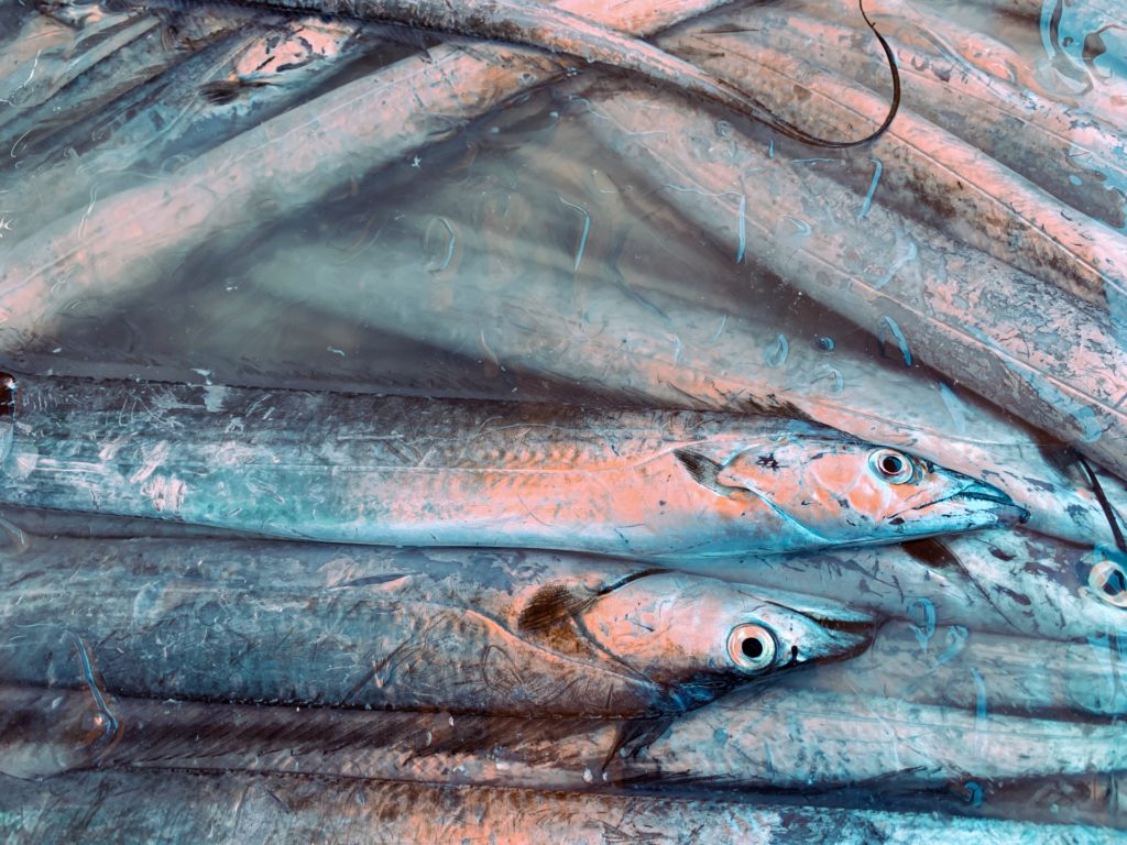タチウオ釣りにおすすめの餌を紹介！付け方やパワーアップ方法も解説！ | 釣りラボマガジン