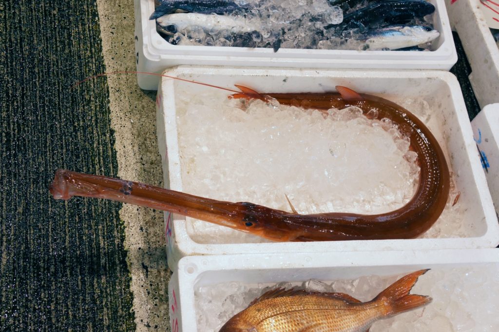 高級魚アカヤガラの基本知識 人気の料理方法 釣り方 さばき方を解説 釣りラボマガジン