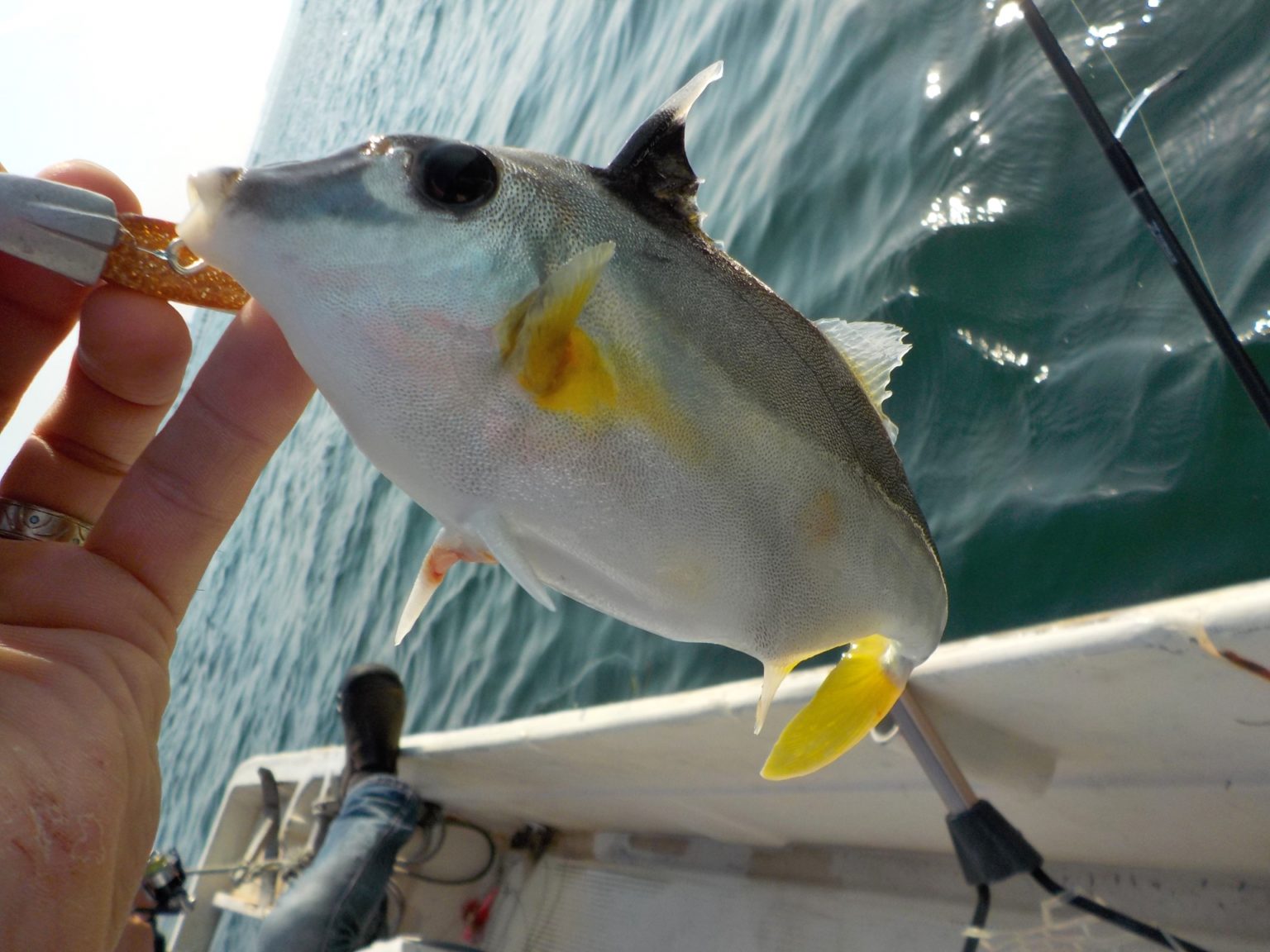 ギマとは一体どんな魚？人気の料理方法・レシピ・釣り方・さばき方を解説！ | 釣りラボマガジン