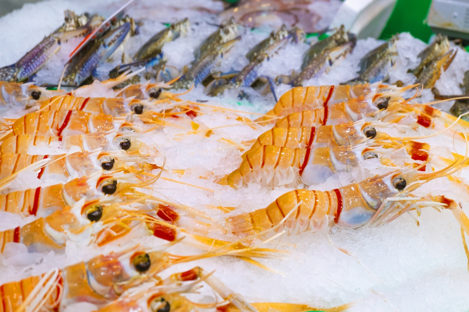テナガエビの餌におすすめなのは コンビニで買える代用品や付け方も紹介 釣りラボマガジン