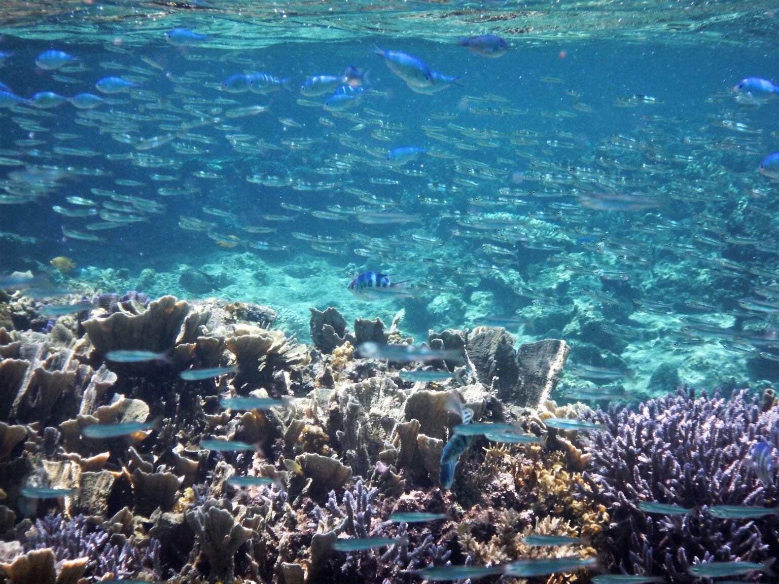 沖縄で釣れる魚「ミジュン」とは？生態や美味しい食べ方、レシピについて解説！ | 釣りラボマガジン