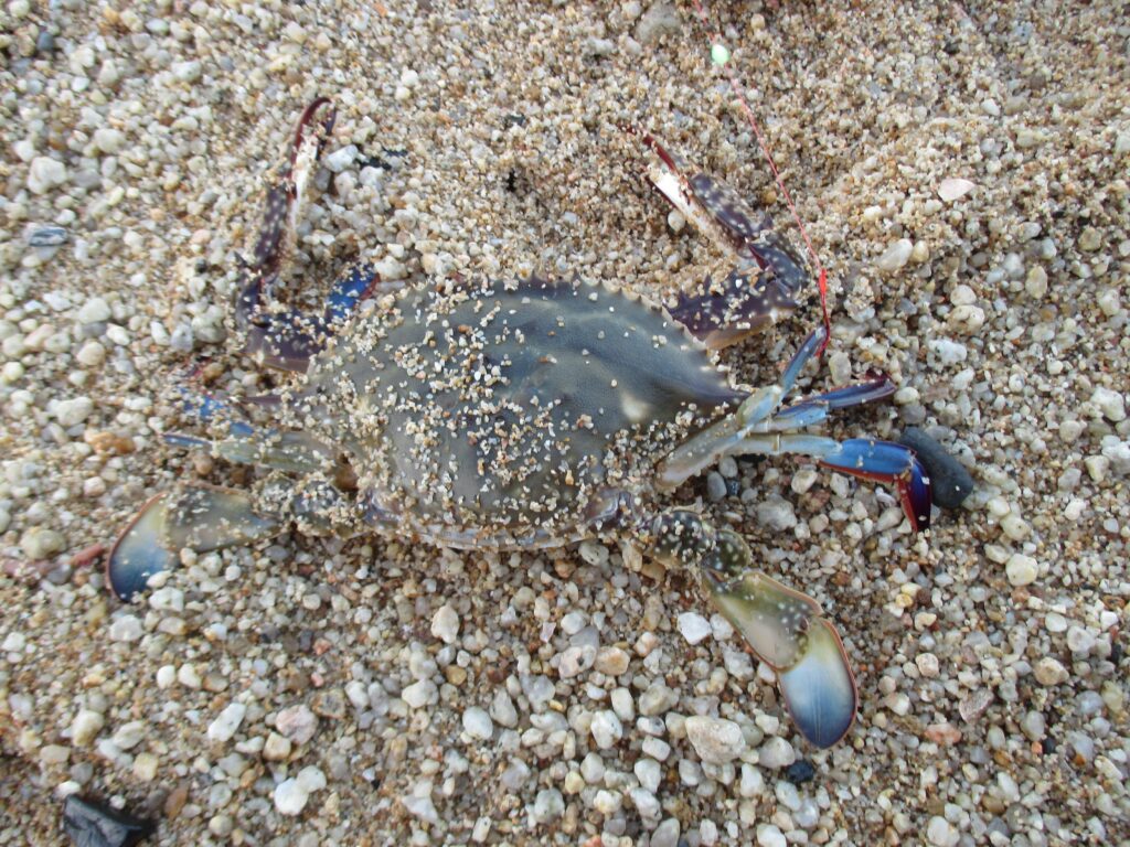 ワタリガニの釣り攻略 よく釣れるおすすめスポットや時期 釣り方を徹底解説します 釣りラボマガジン