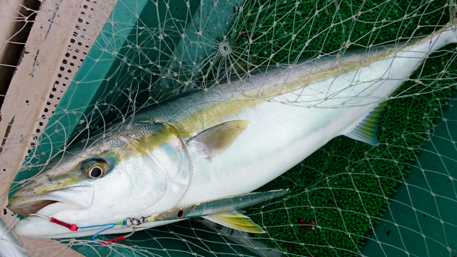 ハマチは成長すると呼び名が変わる出世魚！サイズ別の呼び方・特徴を紹介！ | 釣りラボマガジン