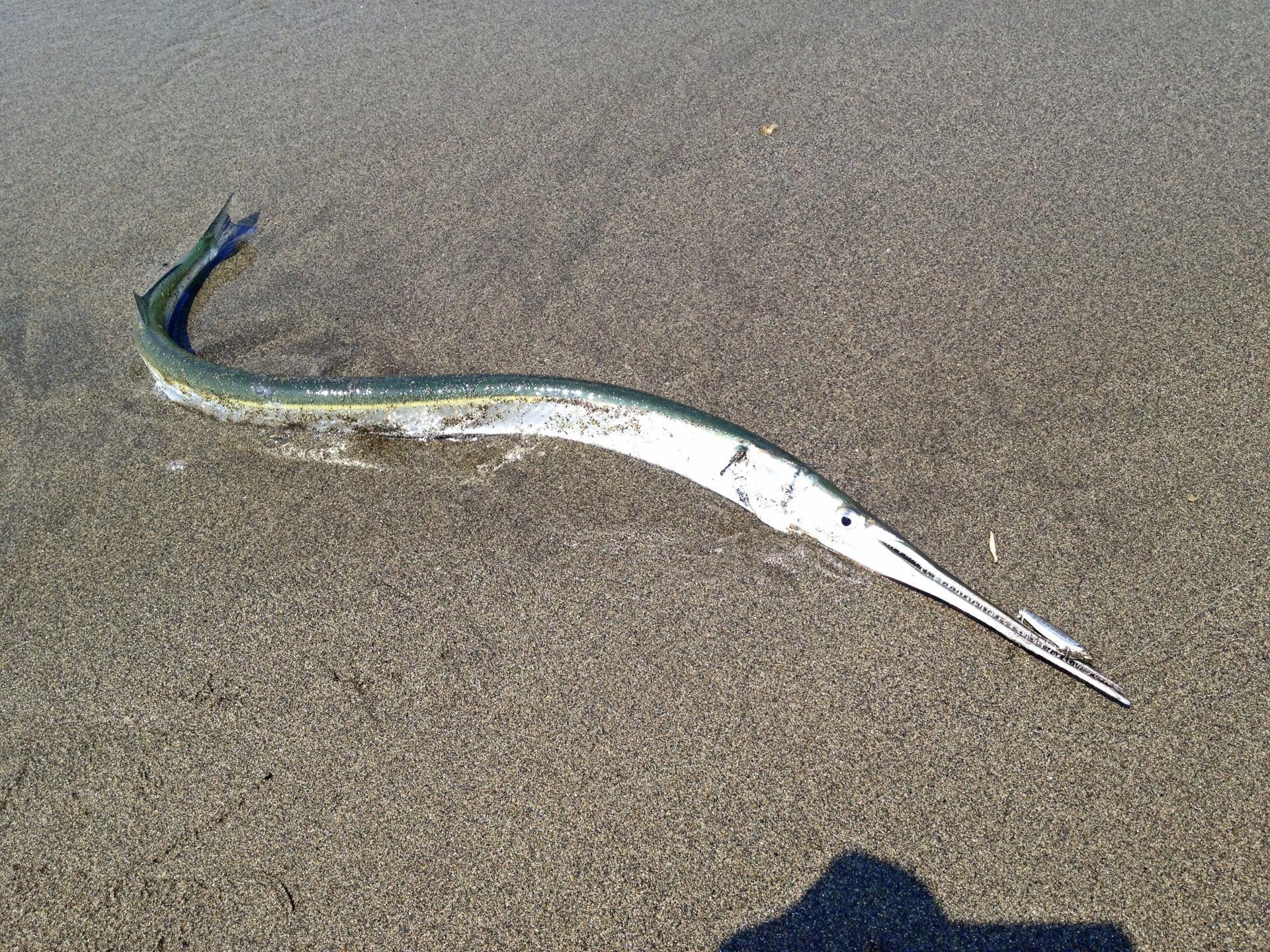 ダツは死亡事故例もある危険な魚!刺さるって本当?その生態や釣り方を紹介 | 釣りラボマガジン